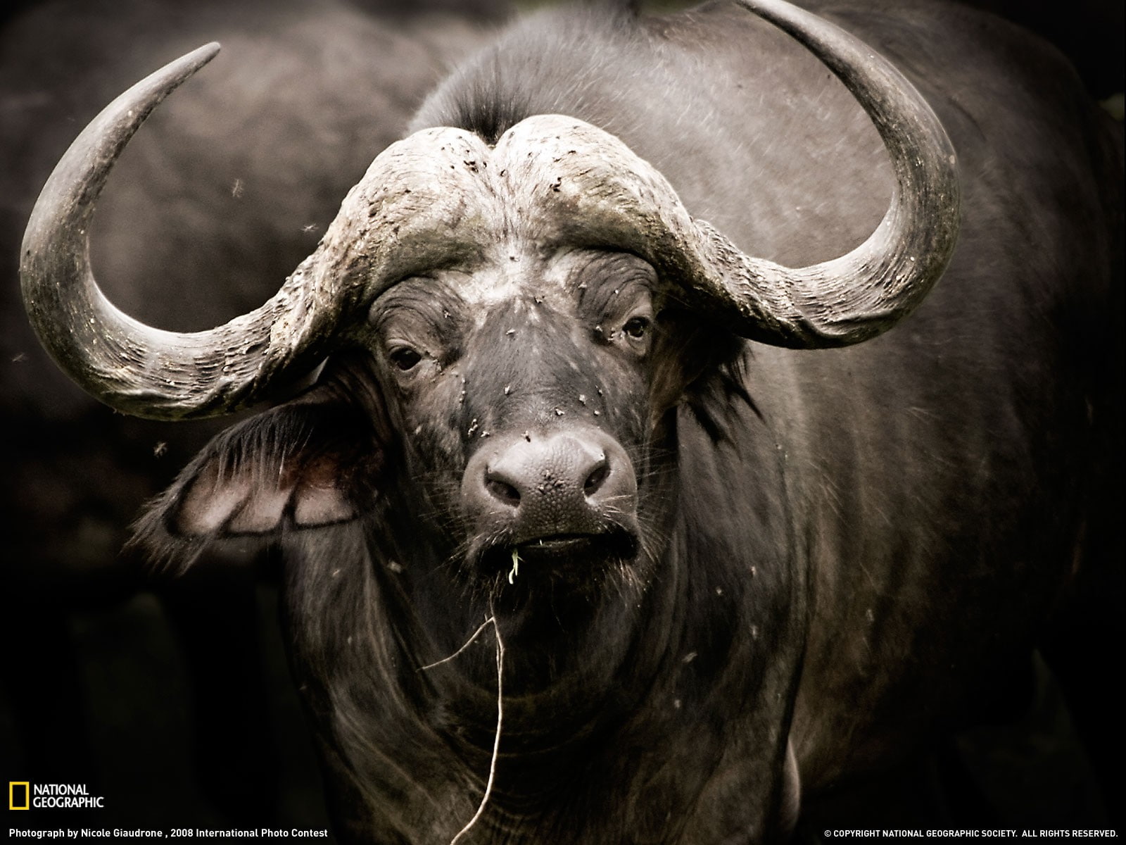 animals, 720P, hd, water, buffalo, HD Wallpaper