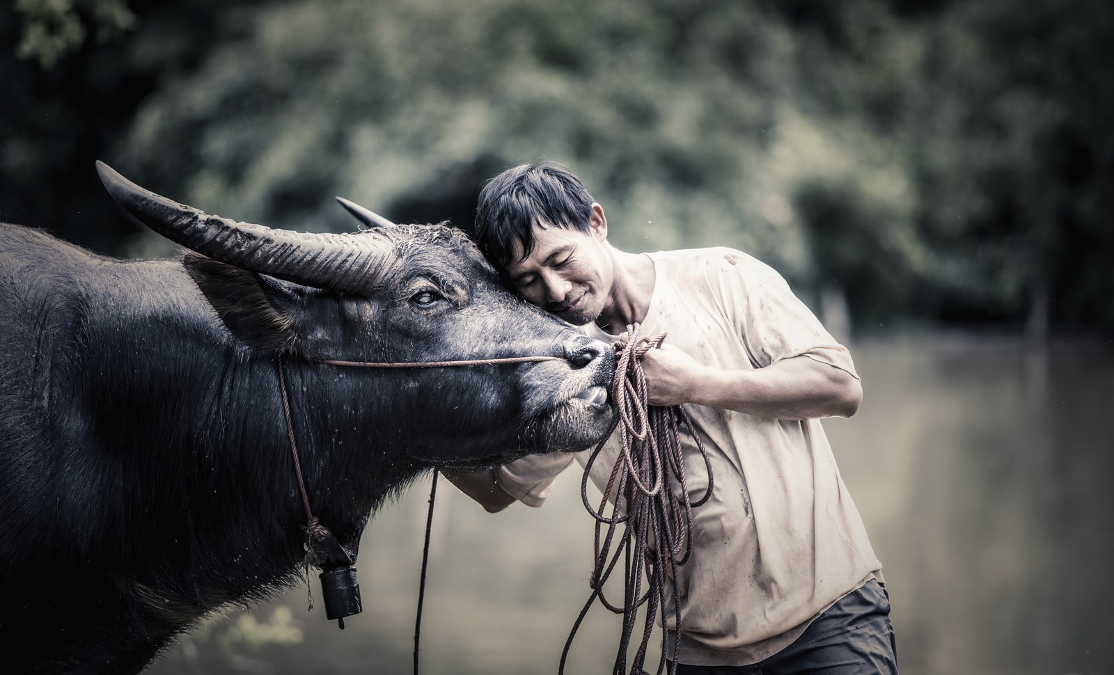 buffalo, anime, farmers, farm, 720P, men, people, Thailand, HD Wallpaper