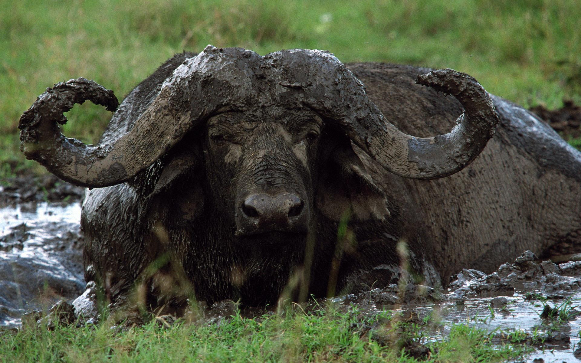 african, 1080P, buffalo, animals, water, big game, HD Wallpaper