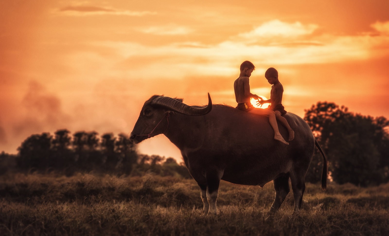 720P, sunlight, farm, children, farmers, Thailand, anime, buffalo, people, HD Wallpaper