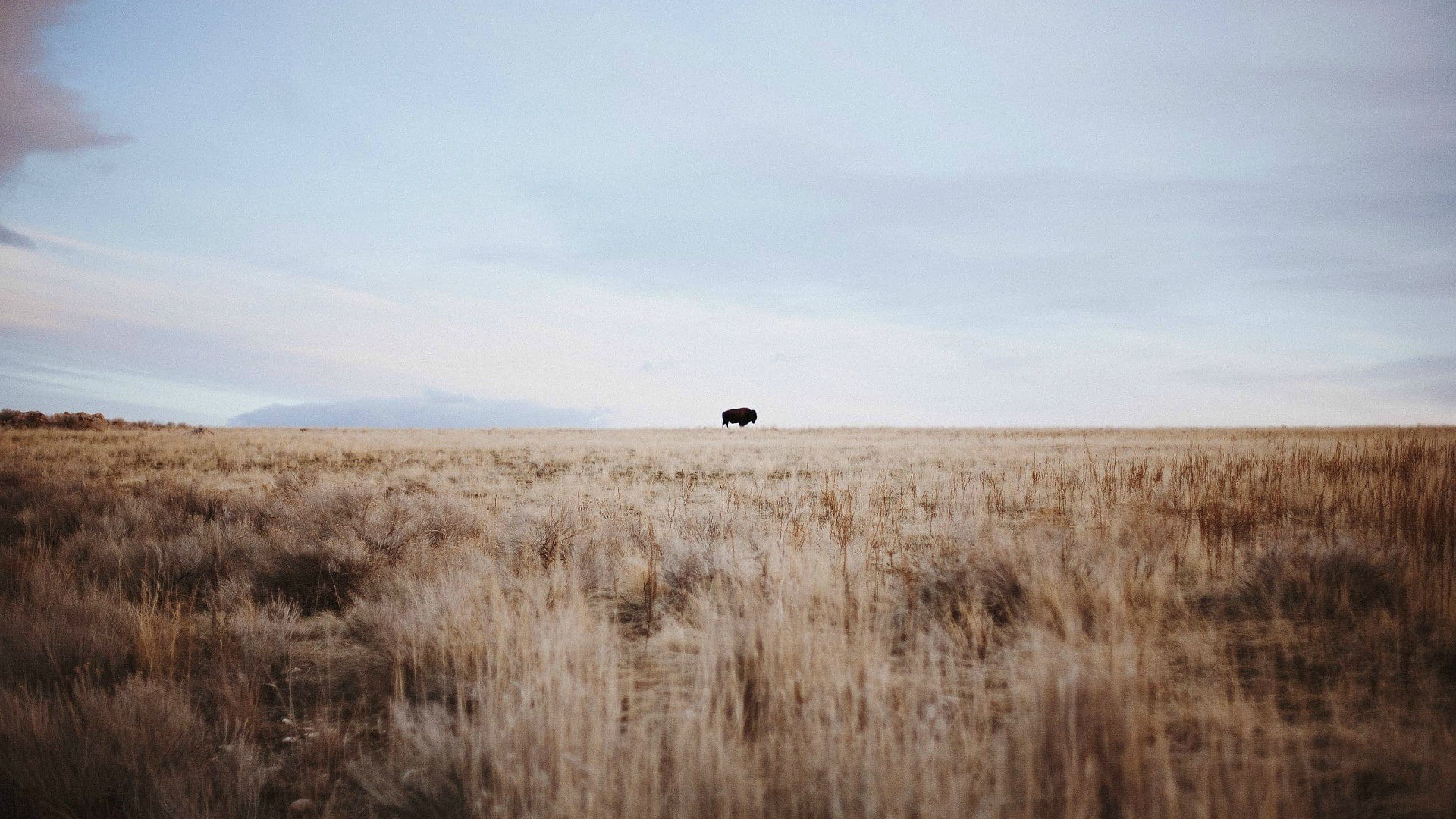 animal, sky, wheat, nature, environment, mammal, one animal, horizon, plant, animal wildlife, day, 1080P, cloud - sky, horizon over land, buffalo, land, HD Wallpaper