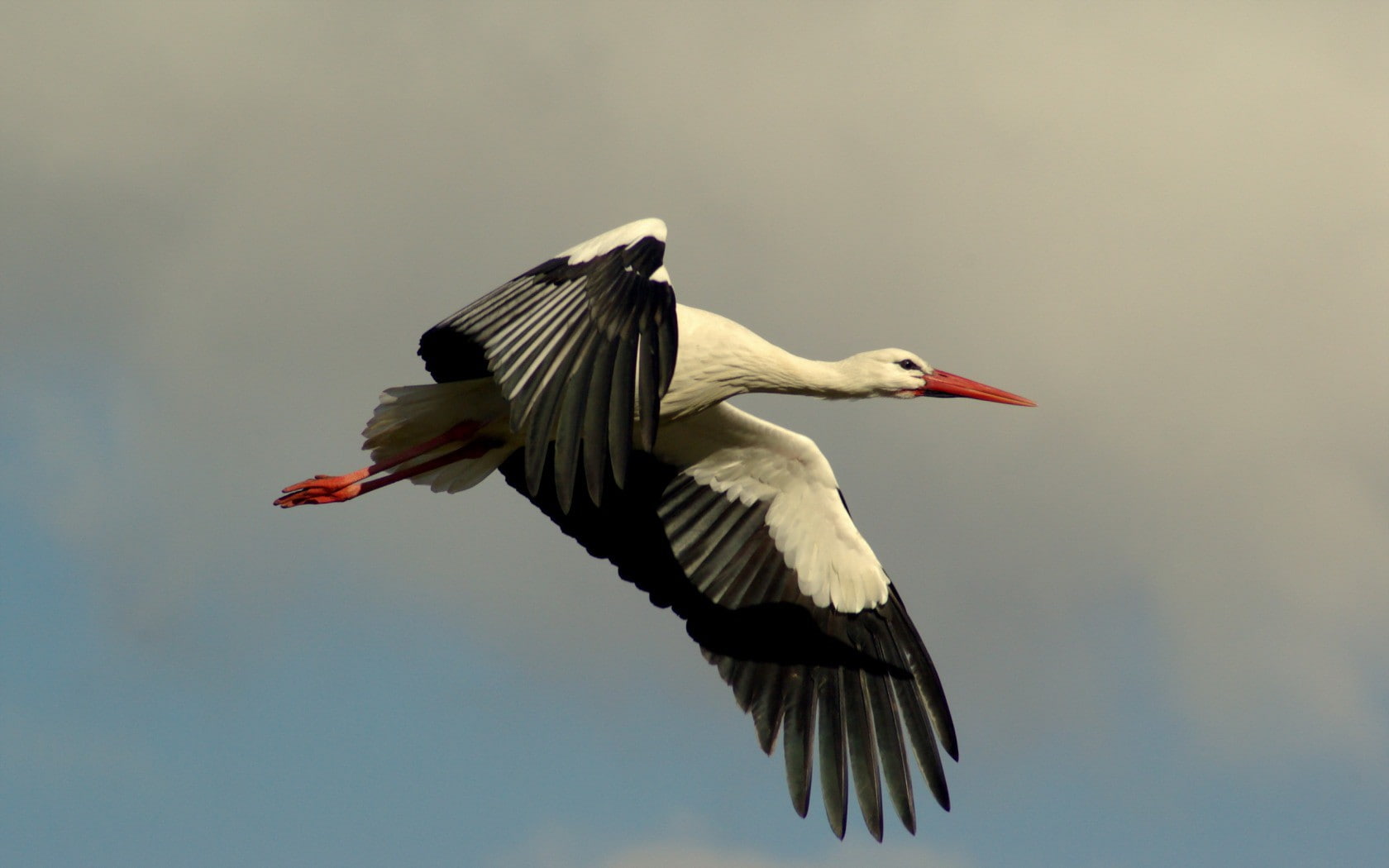 bird, white, stork, crane, black, flight, 720P, HD Wallpaper