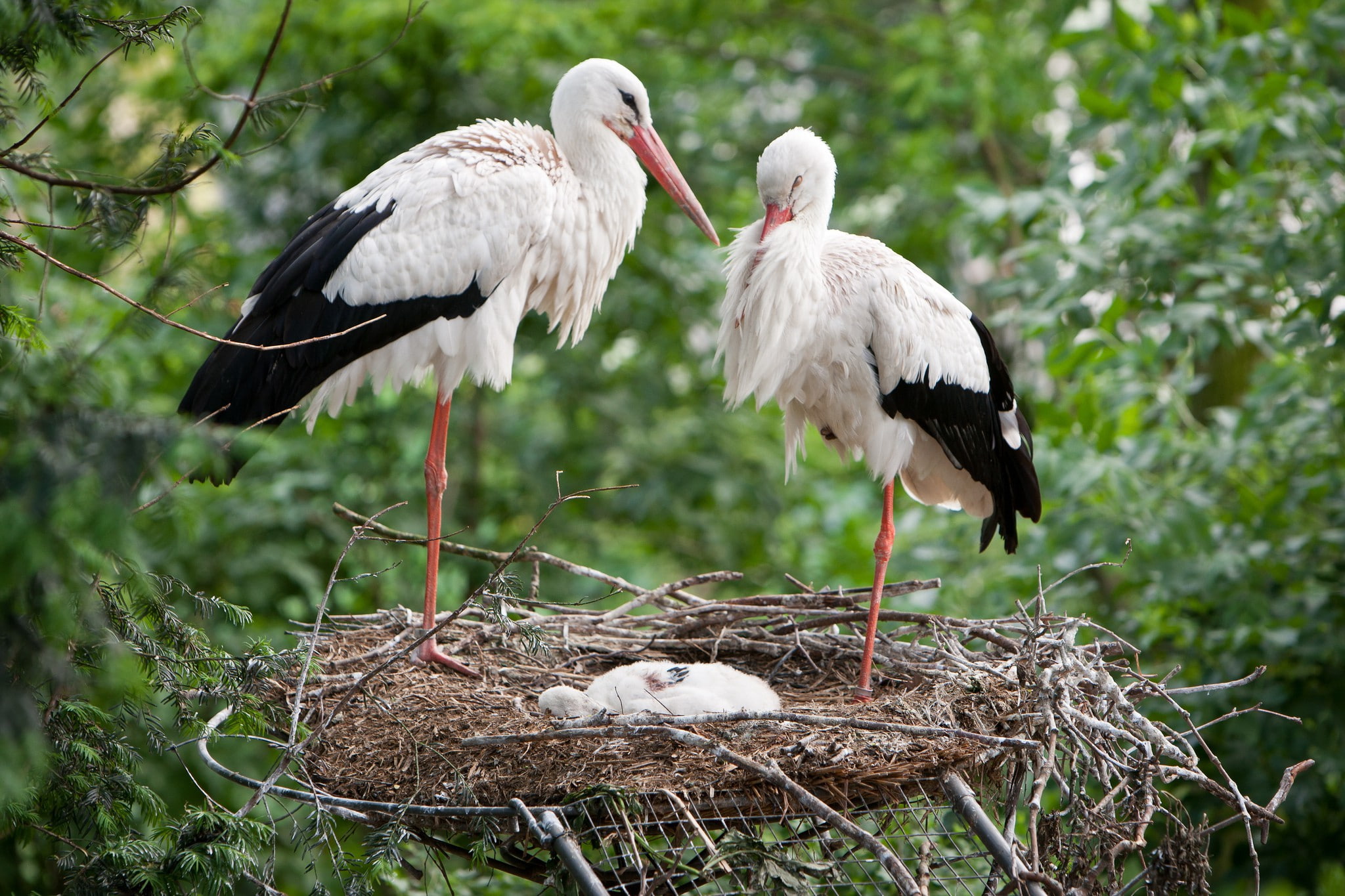 nest, 1080P, Download, family, storks, Birds, s, HD Wallpaper