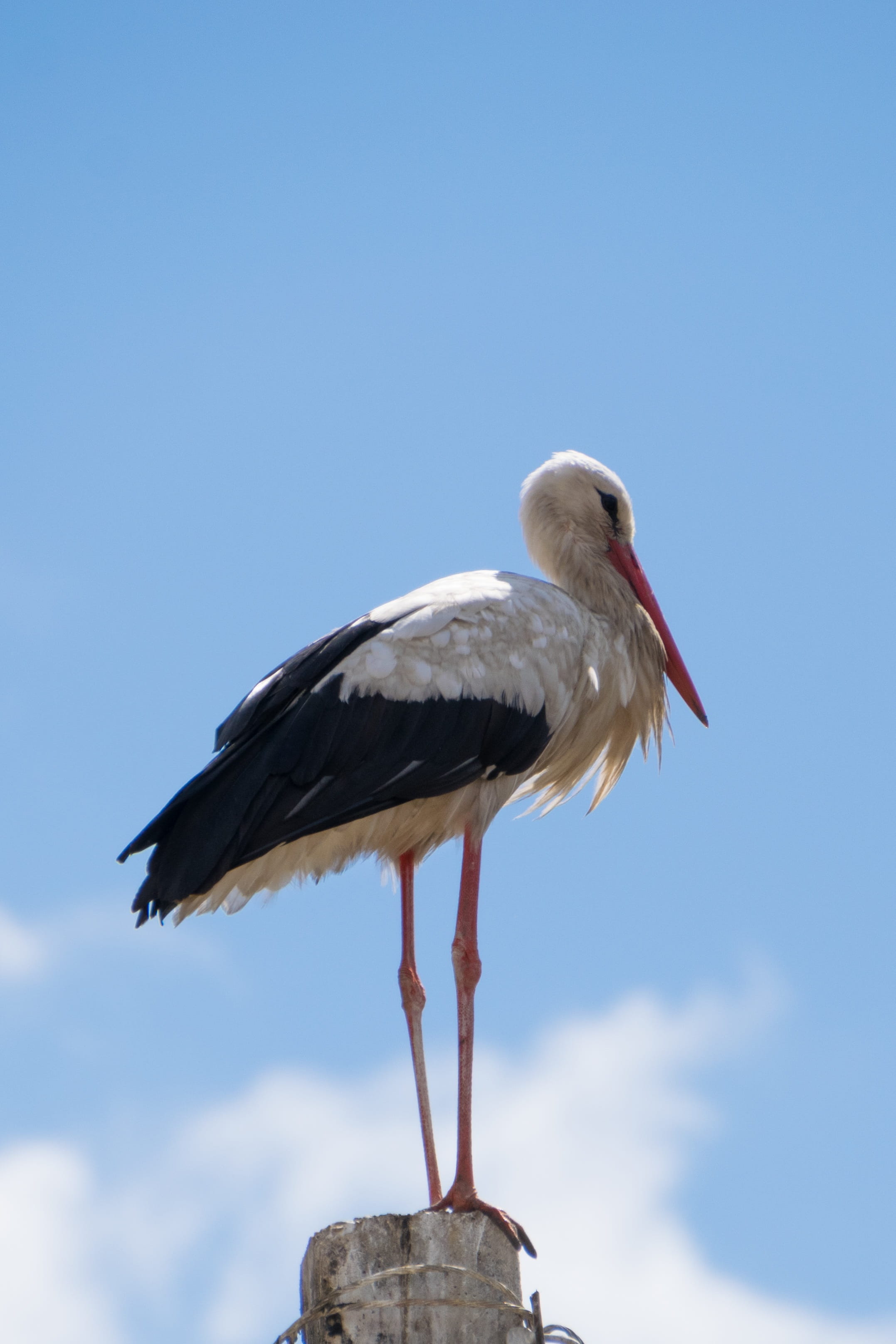 nature, beak, low angle view, full length, vertebrate, wooden post, blue, leg, day, copy space, sky, animal, animal themes, bird, animals in the wild, white stork, Phone HD Wallpaper