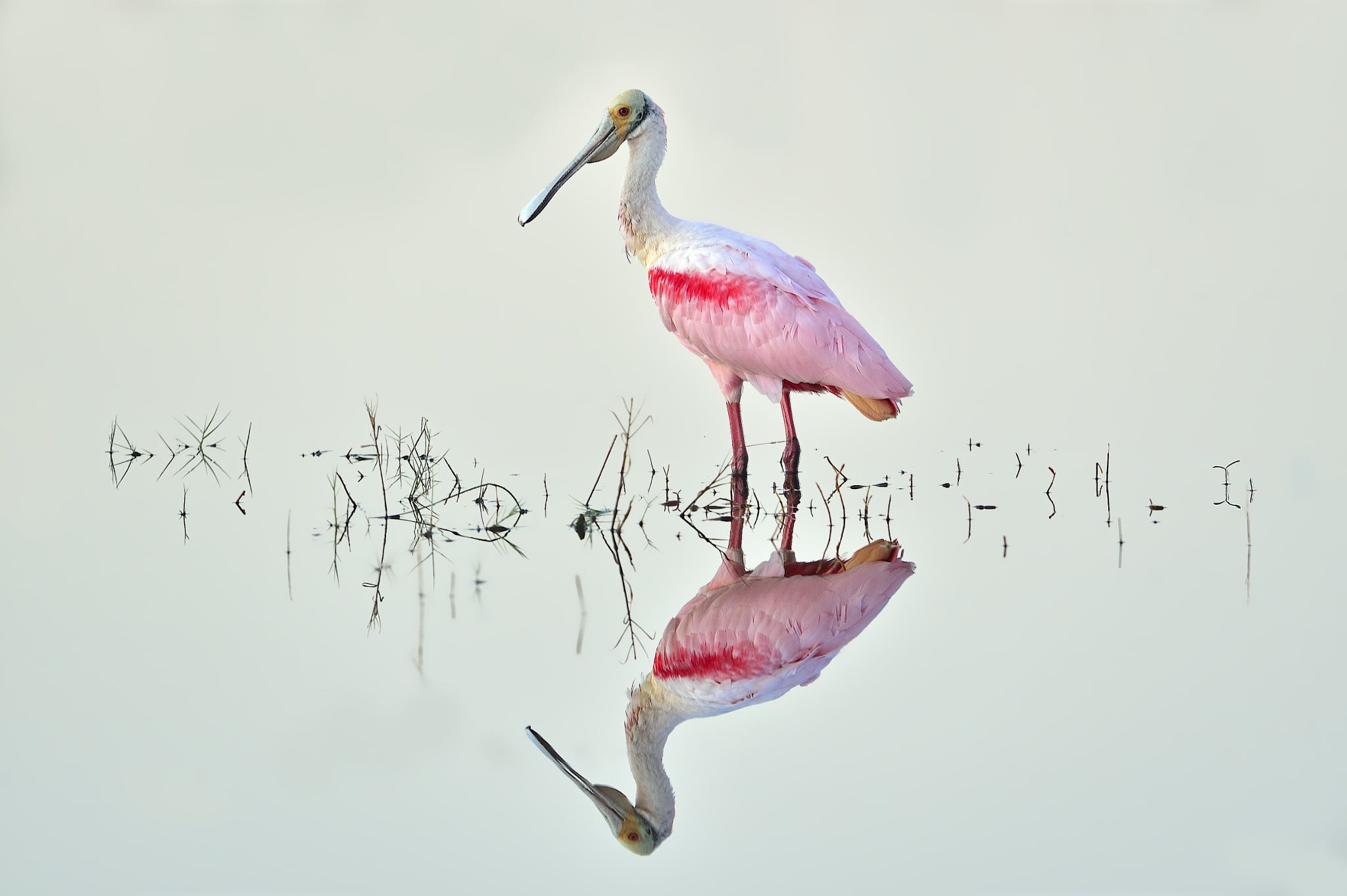 animal, animals, full length, birds, vertebrate, bird, nature, photography, one animal, pink color, stork, profile view, no people, beak, animal wildlife, HD Wallpaper