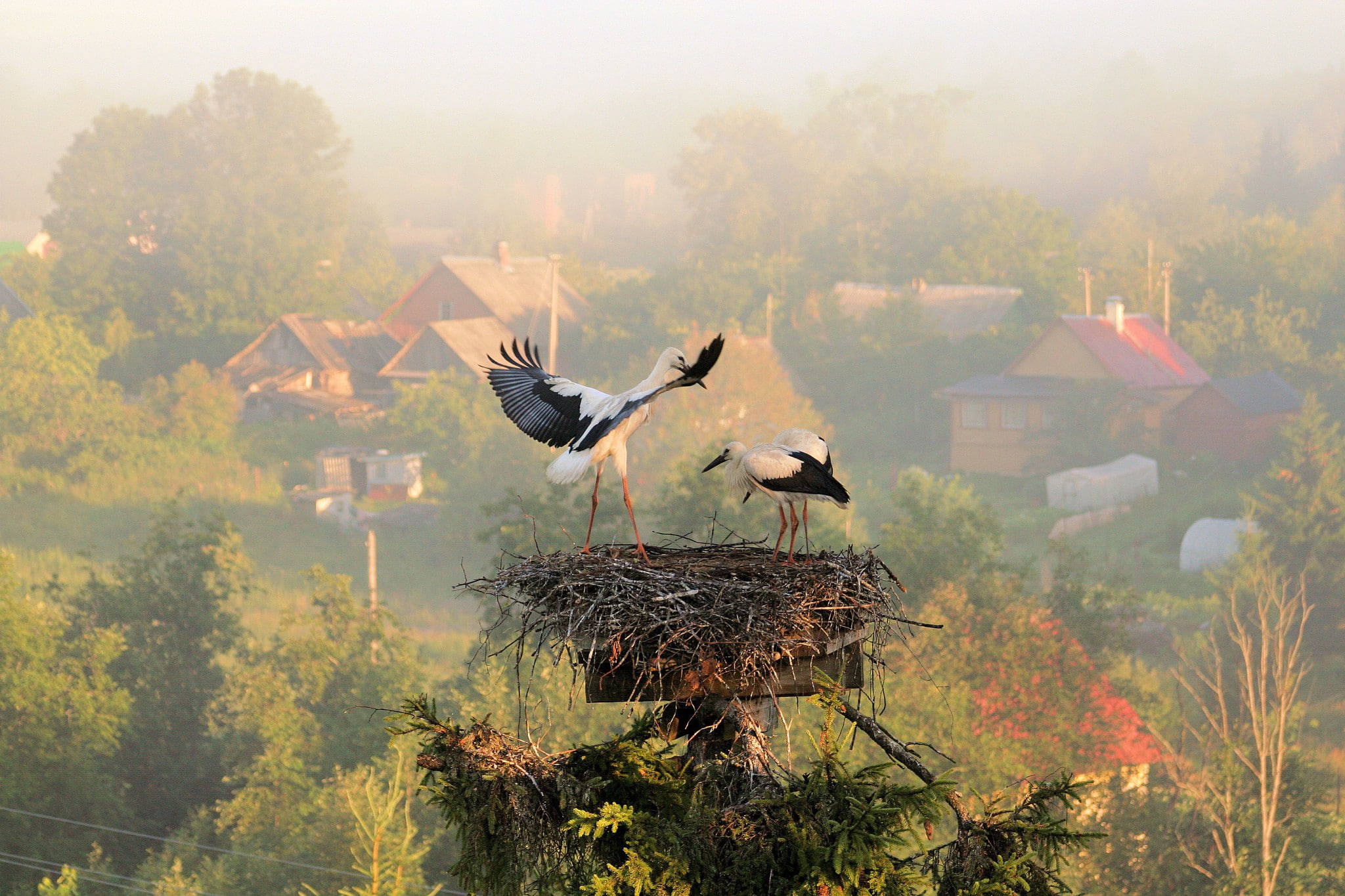 storks, fog, morning, 1080P, socket, village, summer, HD Wallpaper