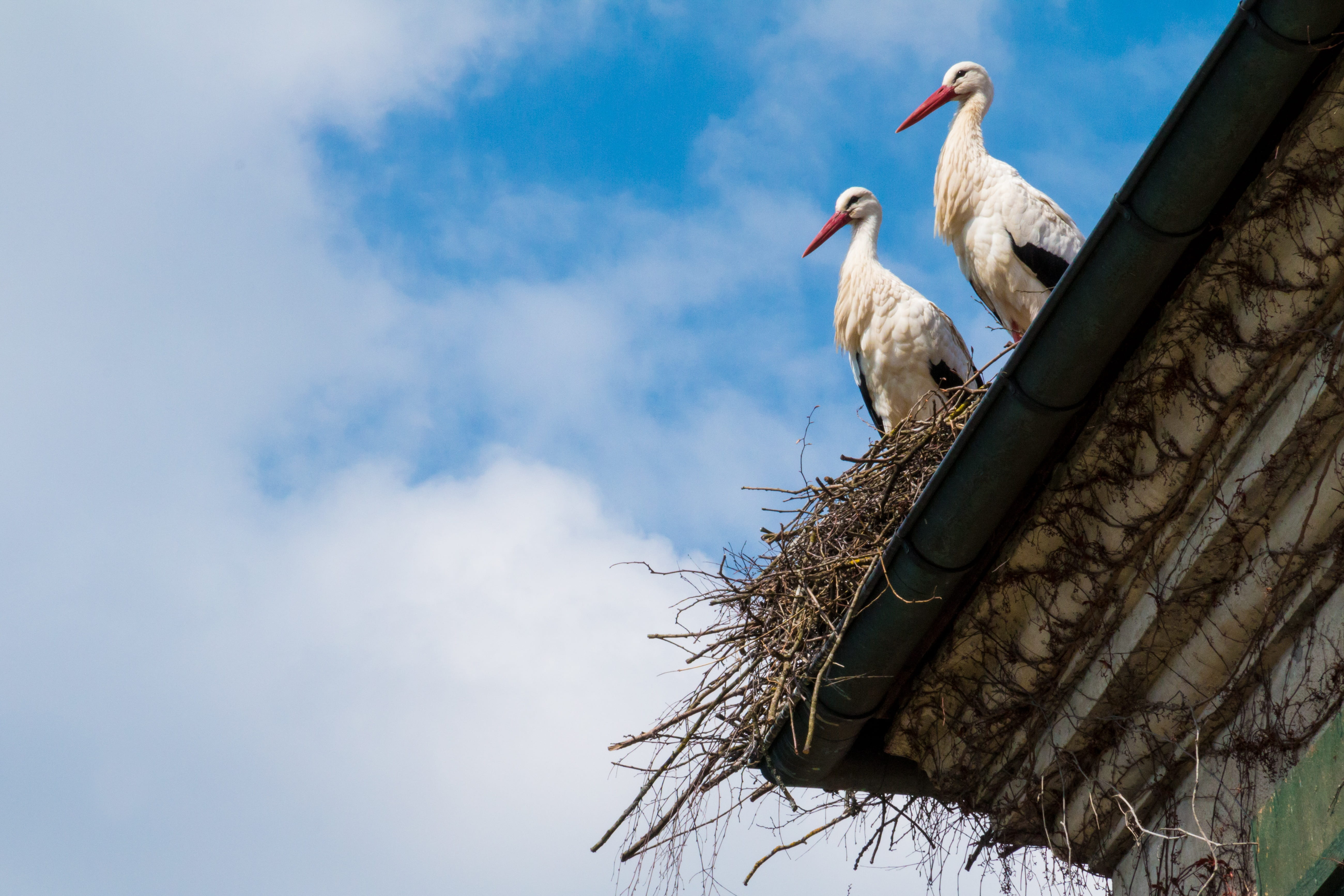 nest, stork couple, plumage, wildlife photography, animal nest, cloud - sky, animal wildlife, stork, white, brown, storchennest, animal themes, architecture, HD Wallpaper
