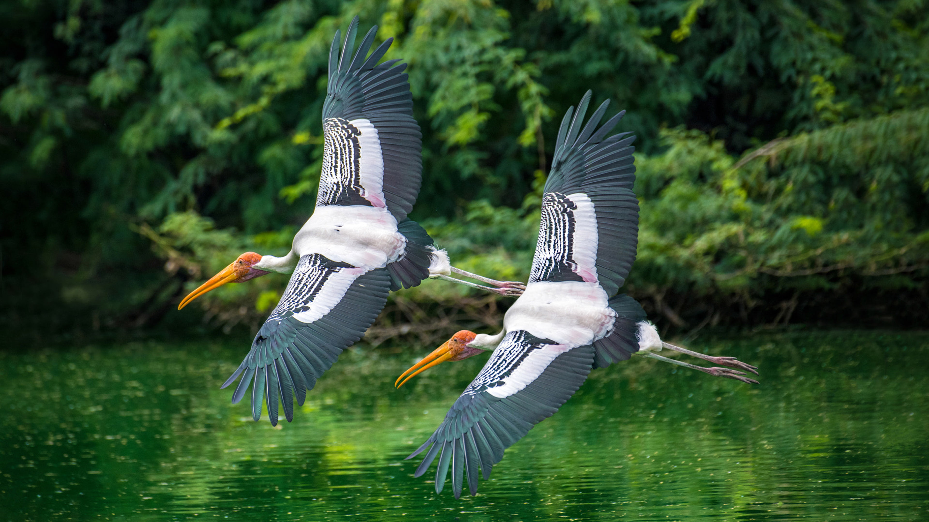 flying, 4K, park, washington, low, animal, no people, desktop, two, outdoors, states, water bird, nature, zoological, flight, water, national, HD Wallpaper