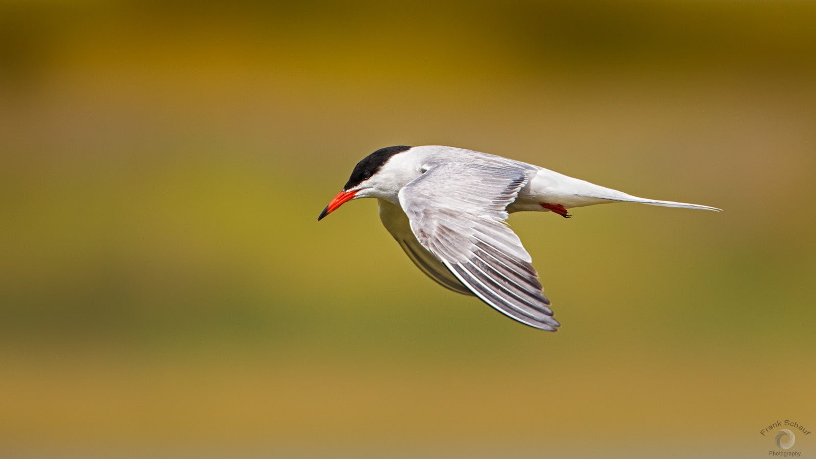 full length, motion, mid-air, vertebrate, side view, no people, animals in the wild, animal wildlife, bird, birds, photography, nature, animals, yellow, HD Wallpaper