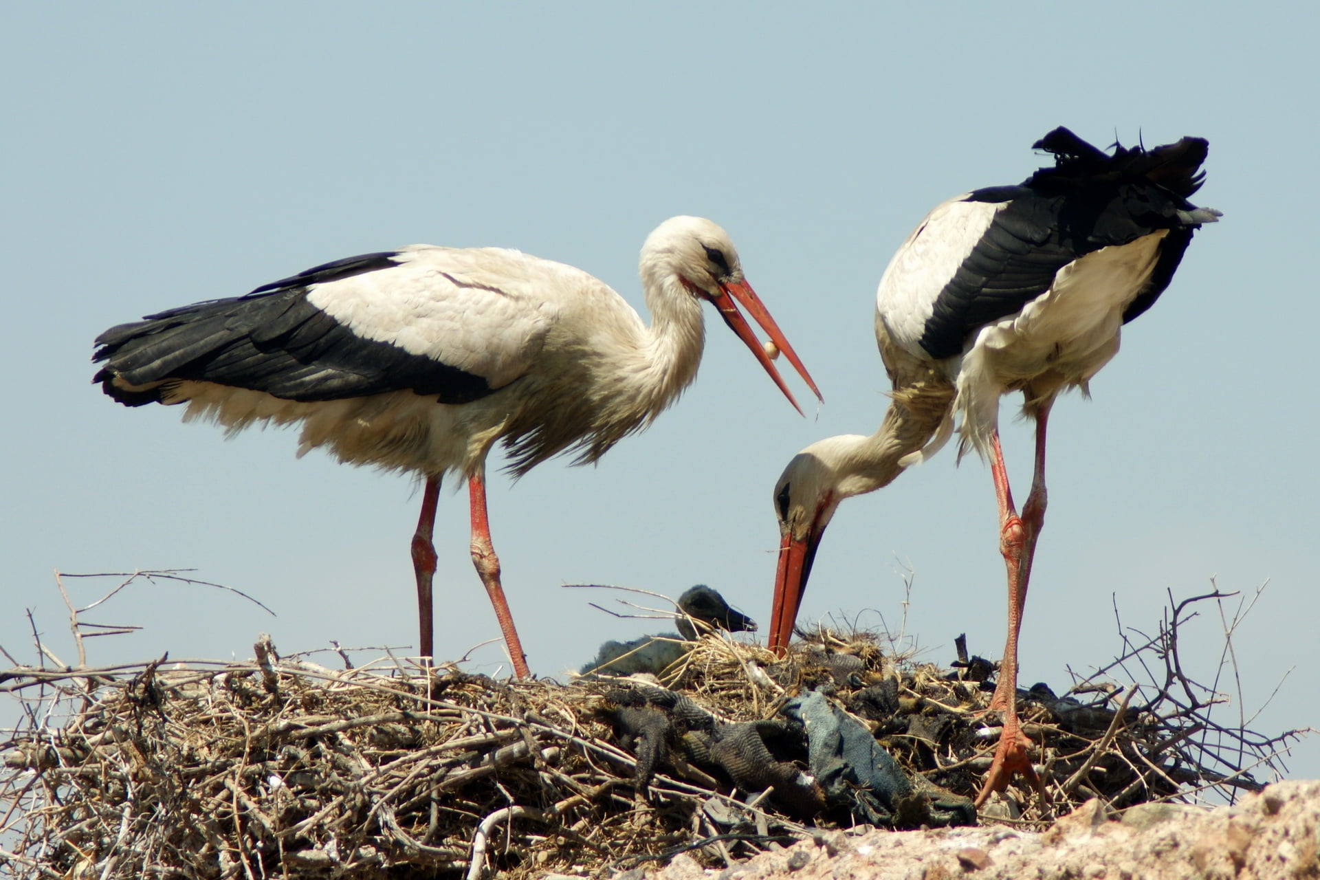 two, animal themes, feather, 1080P, vertebrate, nest, clear sky, standing, color Image, bird nest, birds, two animals, red, outdoors, animal, no People, HD Wallpaper