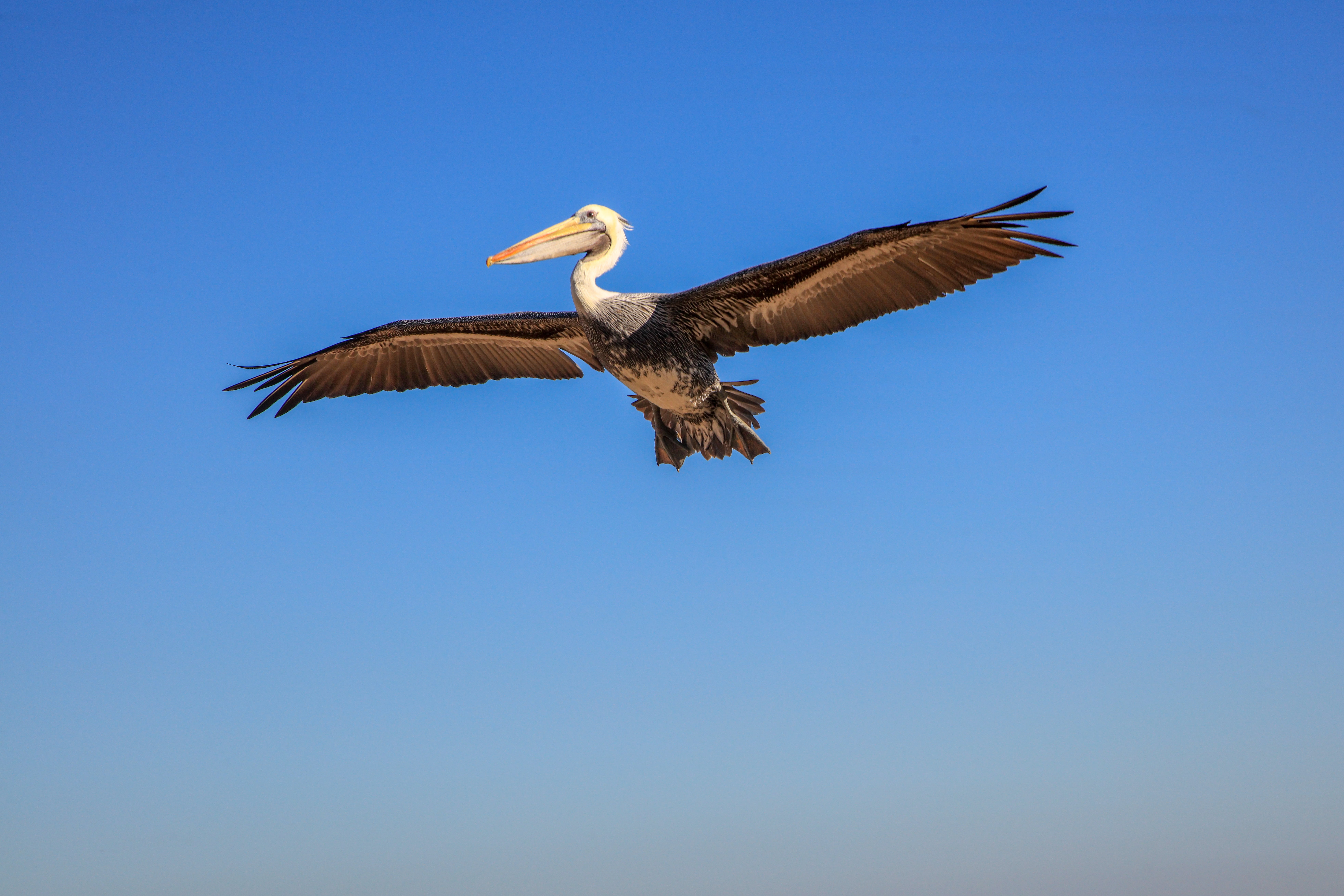 copy space, vertebrate, beauty in nature, birds, eagle, animal themes, animals in the wild, flying, bird, blue, animal wildlife, stork, 8K, motion, day, HD Wallpaper