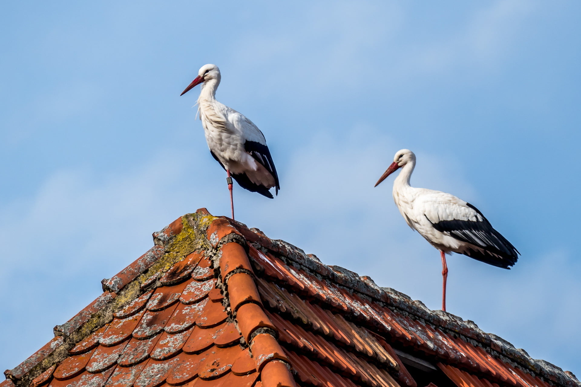 seagull, roof tile, stork, group of animals, animal, built structure, animals in the wild, outdoors, architecture, two animals, nature, sky, day, 1080P, HD Wallpaper