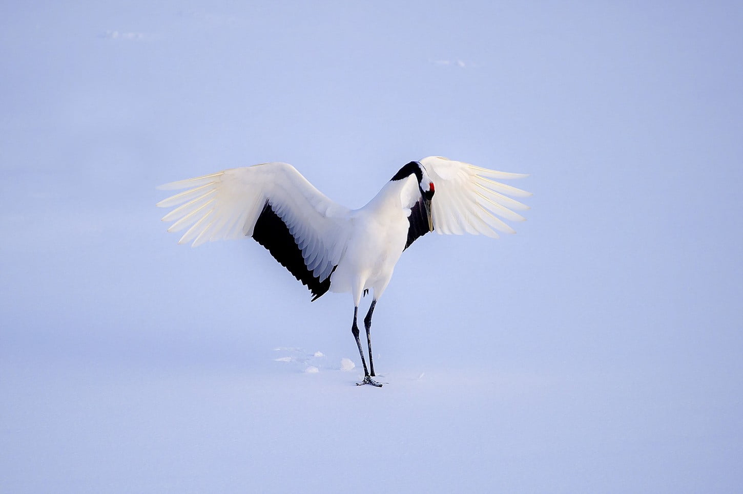 photography, one animal, white color, vertebrate, animal, animals in the wild, blue, sky, motion, no people, day, stork, flying, 720P, animal body part, HD Wallpaper