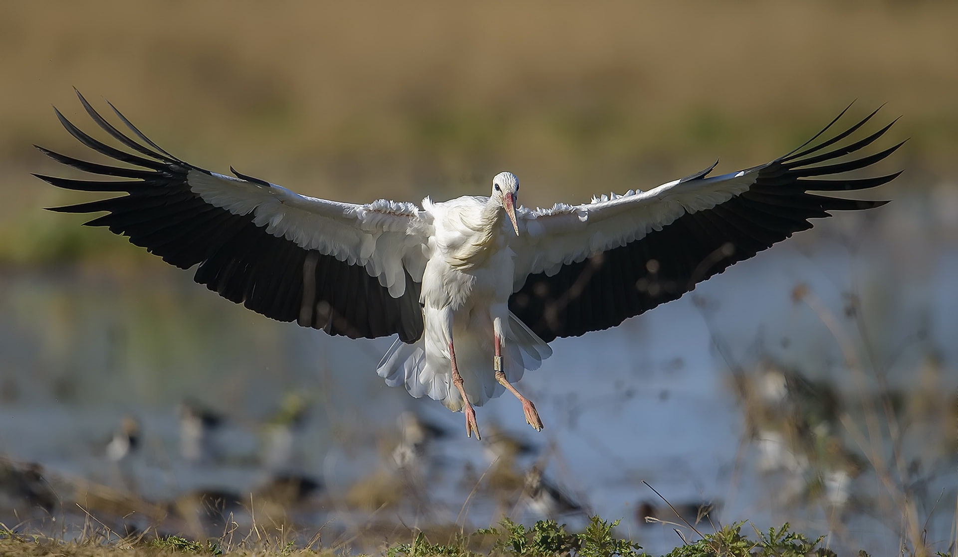 Wildlife, White stork, Stork, 1080P, Bird, Birds, HD Wallpaper