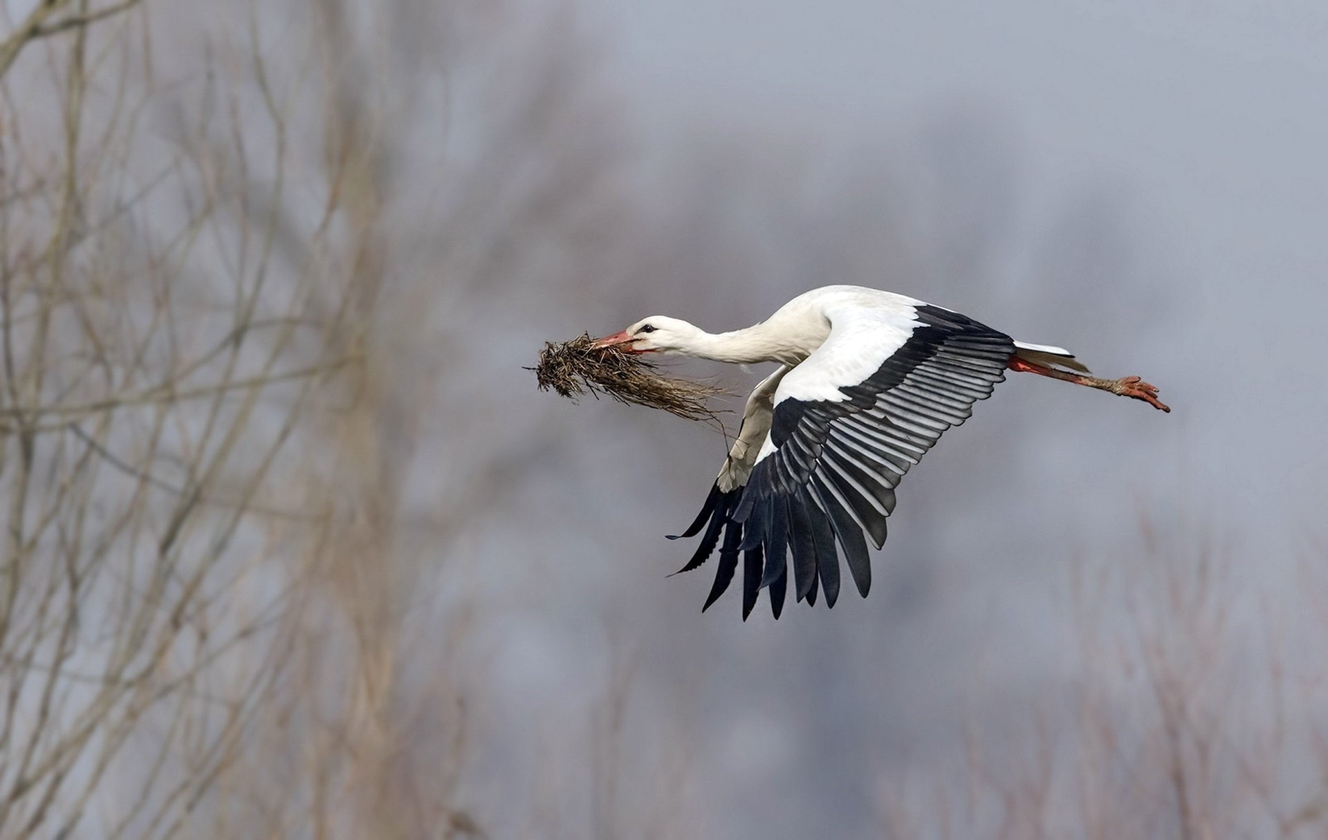 White stork, Wildlife, Bird, 1080P, Birds, Stork, HD Wallpaper