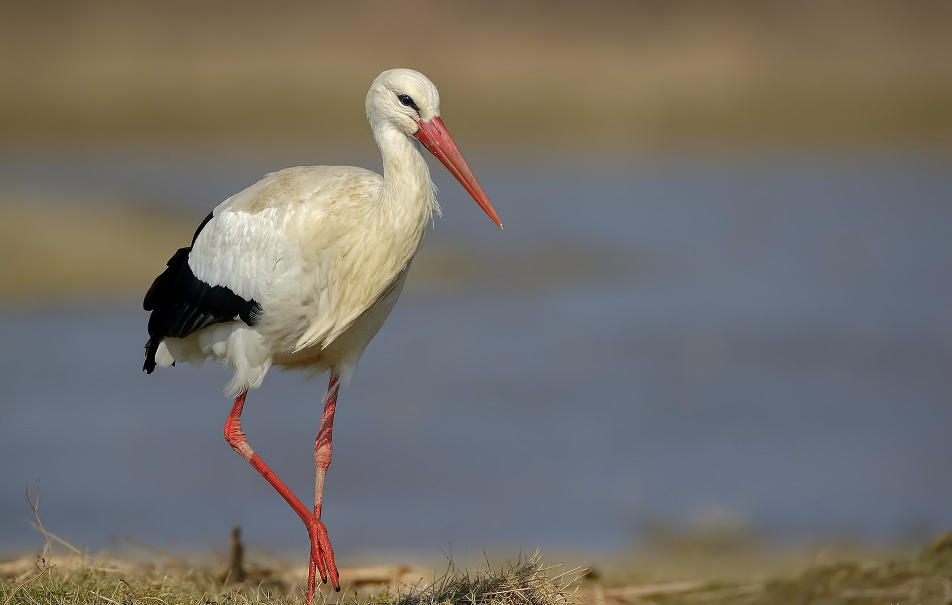 animal, one animal, no people, outdoors, focus on foreground, side view, nature, animals in the wild, water, perching, vertebrate, 1080P, profile view, HD Wallpaper