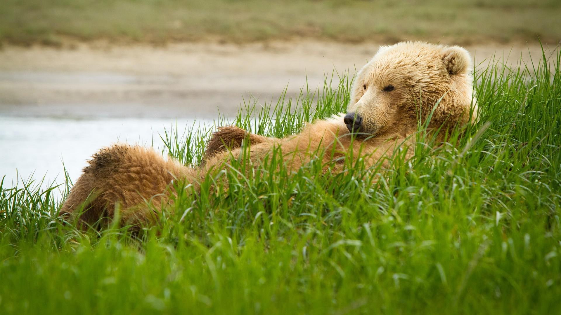 bear, funny, grizzly, grass, brown, lie, 1080P, HD Wallpaper