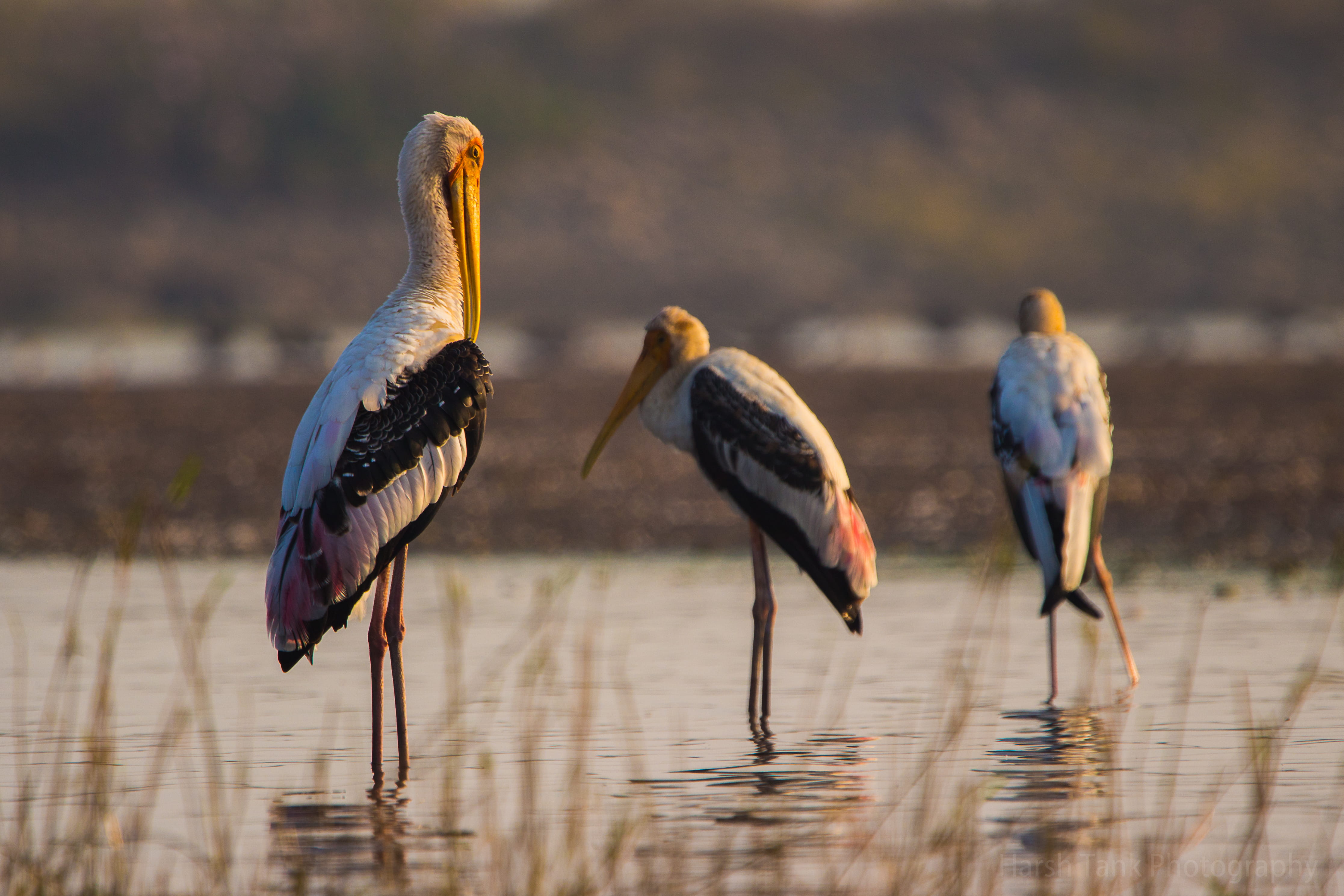 vertebrate, bhigwan, painted stork, bhigwan bird sanctuary, day, beauty in nature, india, nature, sequence, full length, 4K, animals in the wild, bird, HD Wallpaper