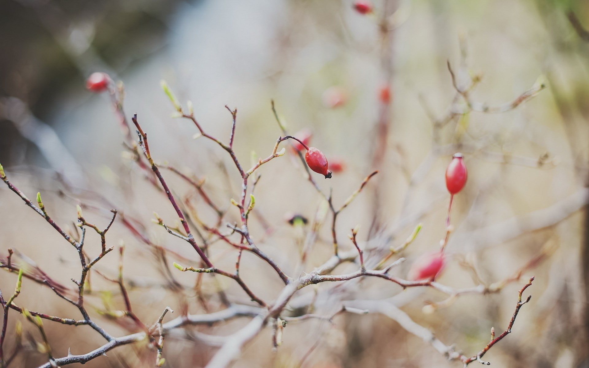 twig, 1080P, dire, tree, brown, Hybrid R-Design by Volvo V60 2015, berries, HD Wallpaper