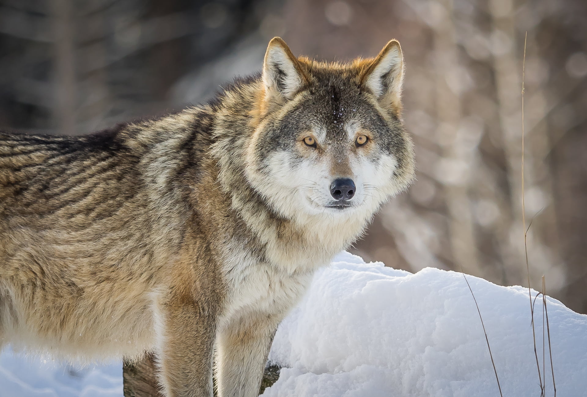 Outdoor, snowfiled, Schwarzwald, dire wolf, Natur, Location, wolve, Umwelt, Baden-Württemberg, Look into my eyes, wolf, Jahreszeiten, dire, 1080P, brown, HD Wallpaper