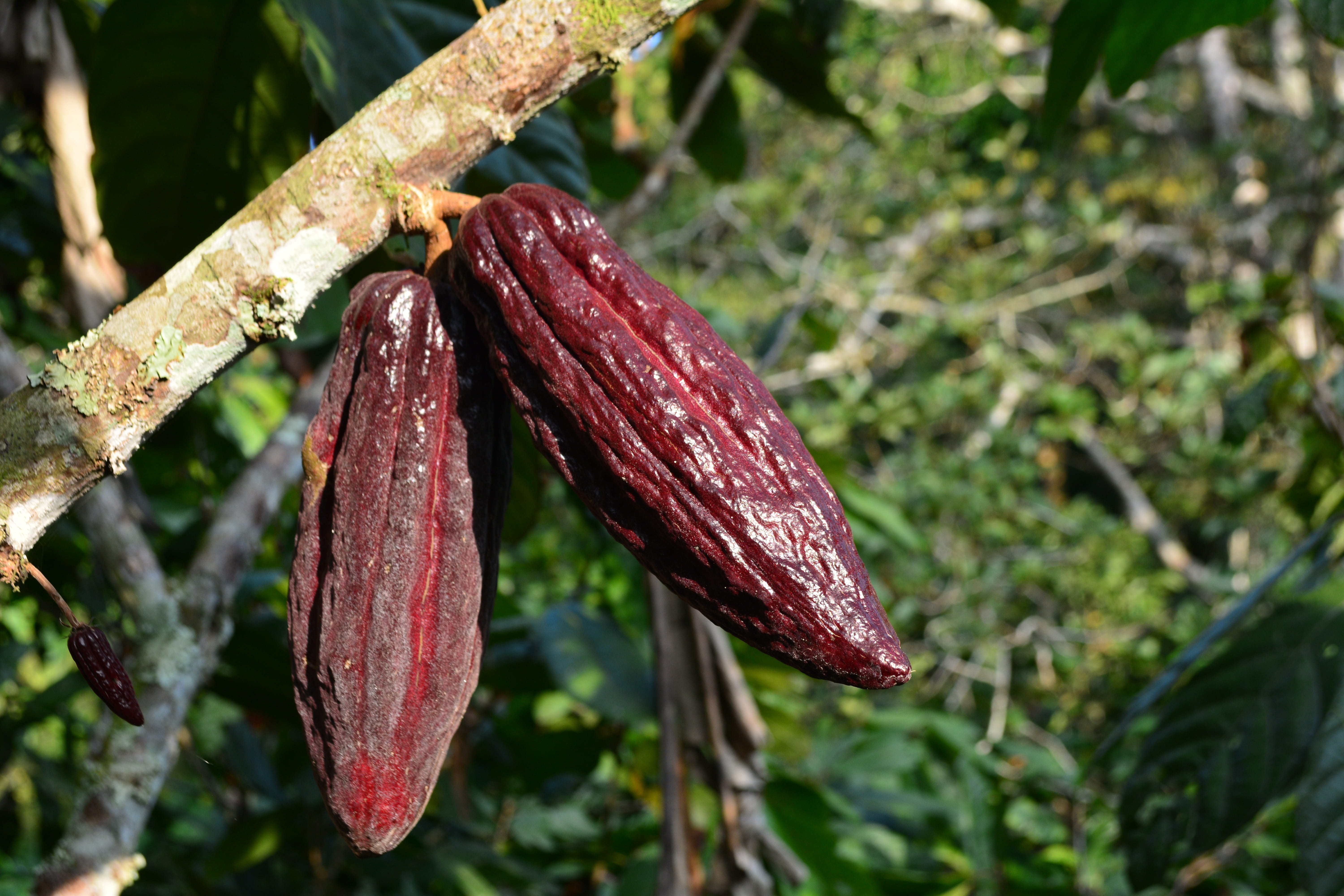 day, growth, cocoa fruit, cocoa, no people, healthy eating, fruit, cacao, 5K, plant, green color, beauty in nature, close-up, focus on foreground, cacao plant, HD Wallpaper