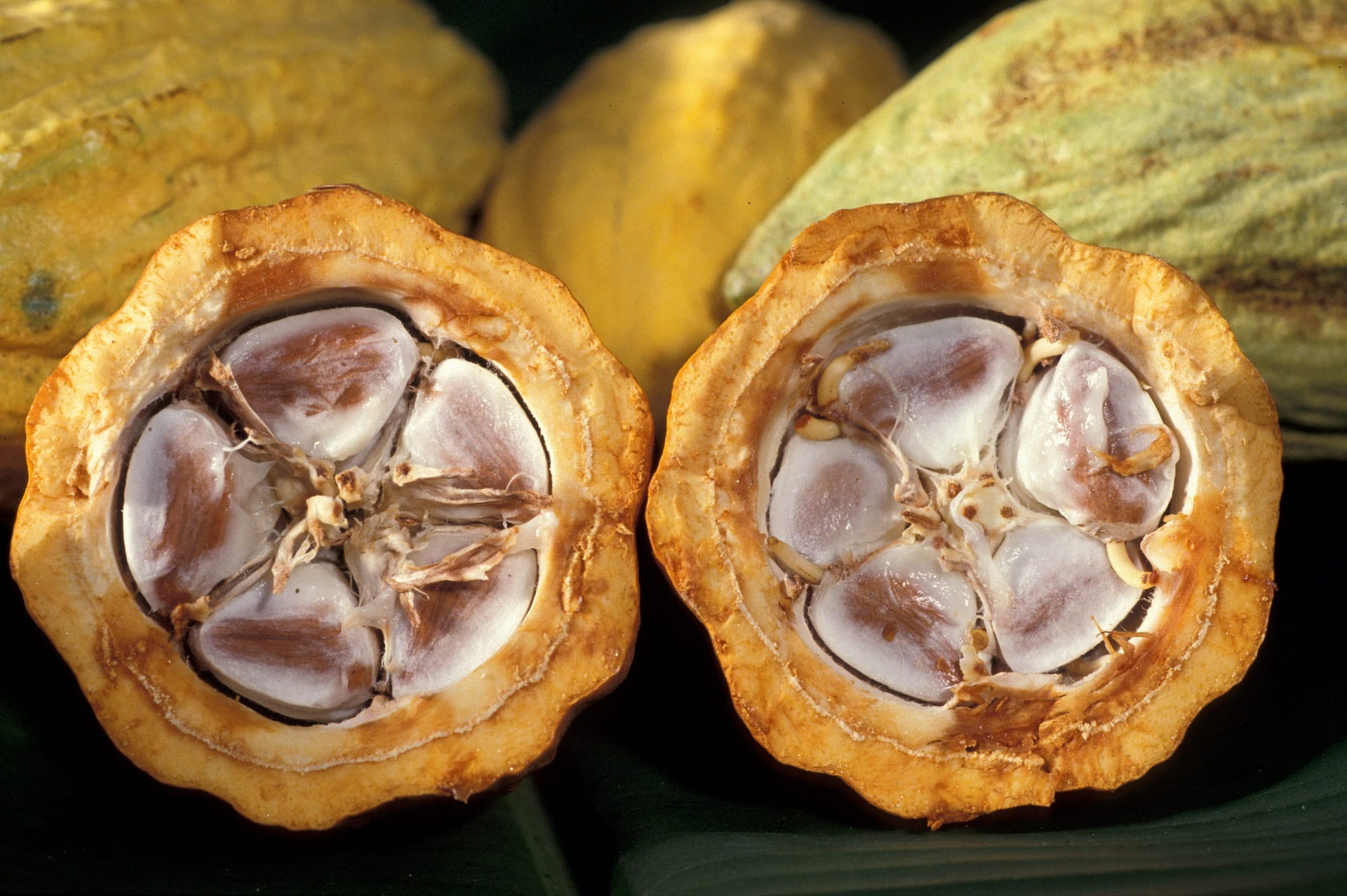 wellbeing, focus on foreground, cacao pod, fruit, cocoa beans, nature, cross section, halved, 1080P, flavor, chocolate, ingredient, tropical, fresh, slice, HD Wallpaper