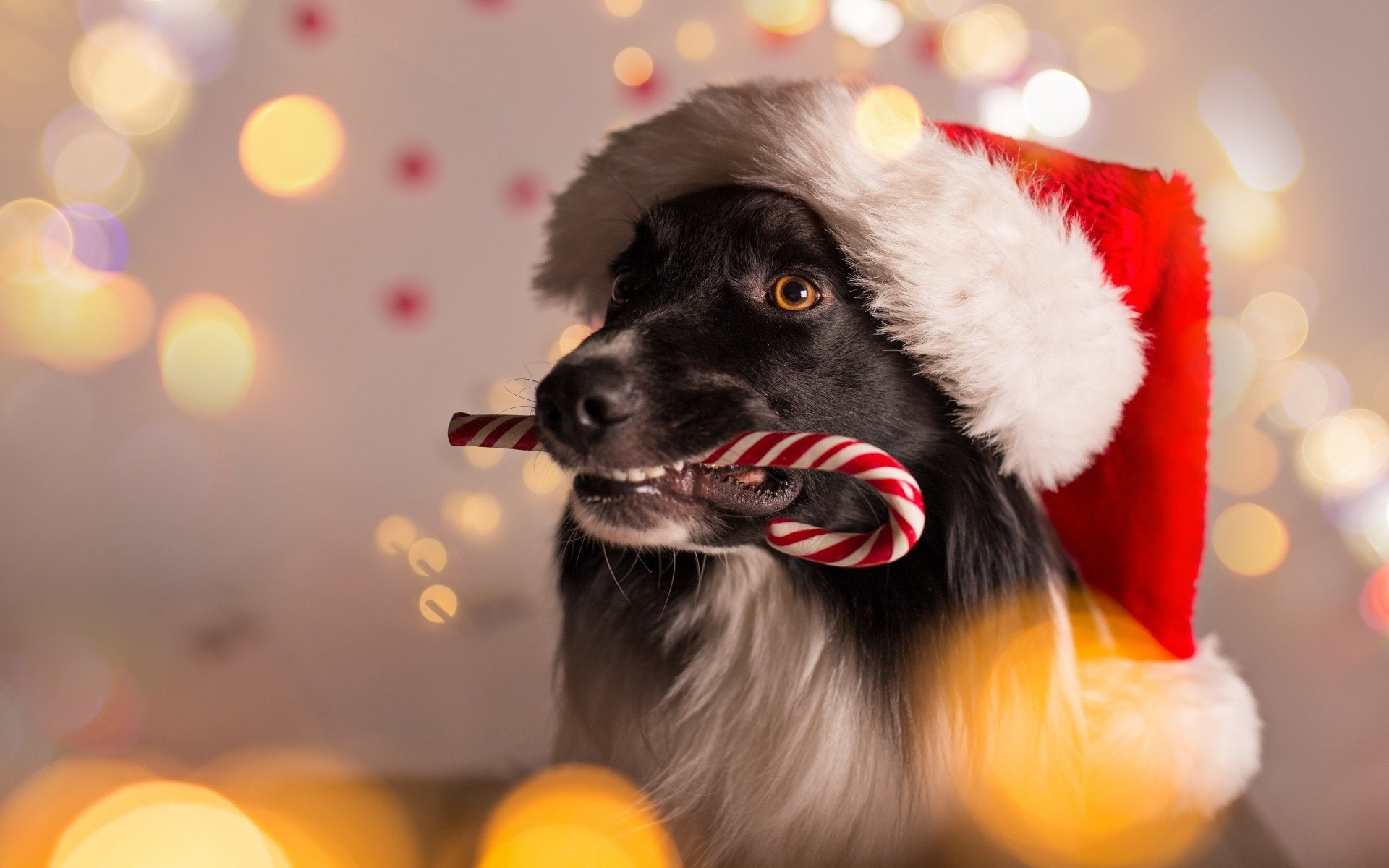 holiday, Candy Cane, no people, celebration, mammal, Border Collie, portrait, animal head, Santa Hat, focus on foreground, animal, decoration, one animal, HD Wallpaper