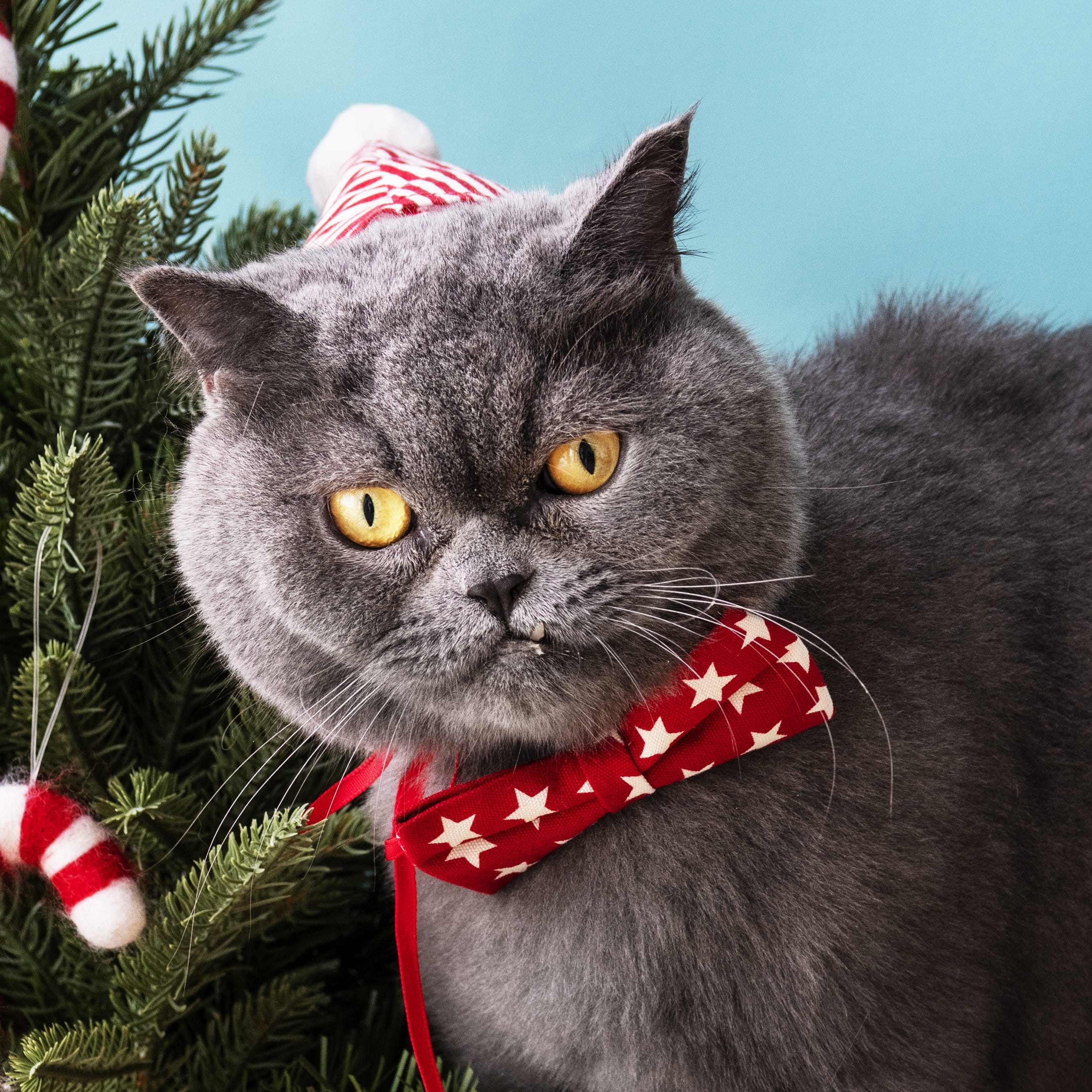 breed, pet, celebration, portrait, red, adorable, domestic cat, festive, no people, grey, season, bow tie, tie, whisker, looking at camera, star, christmas hat, Phone HD Wallpaper