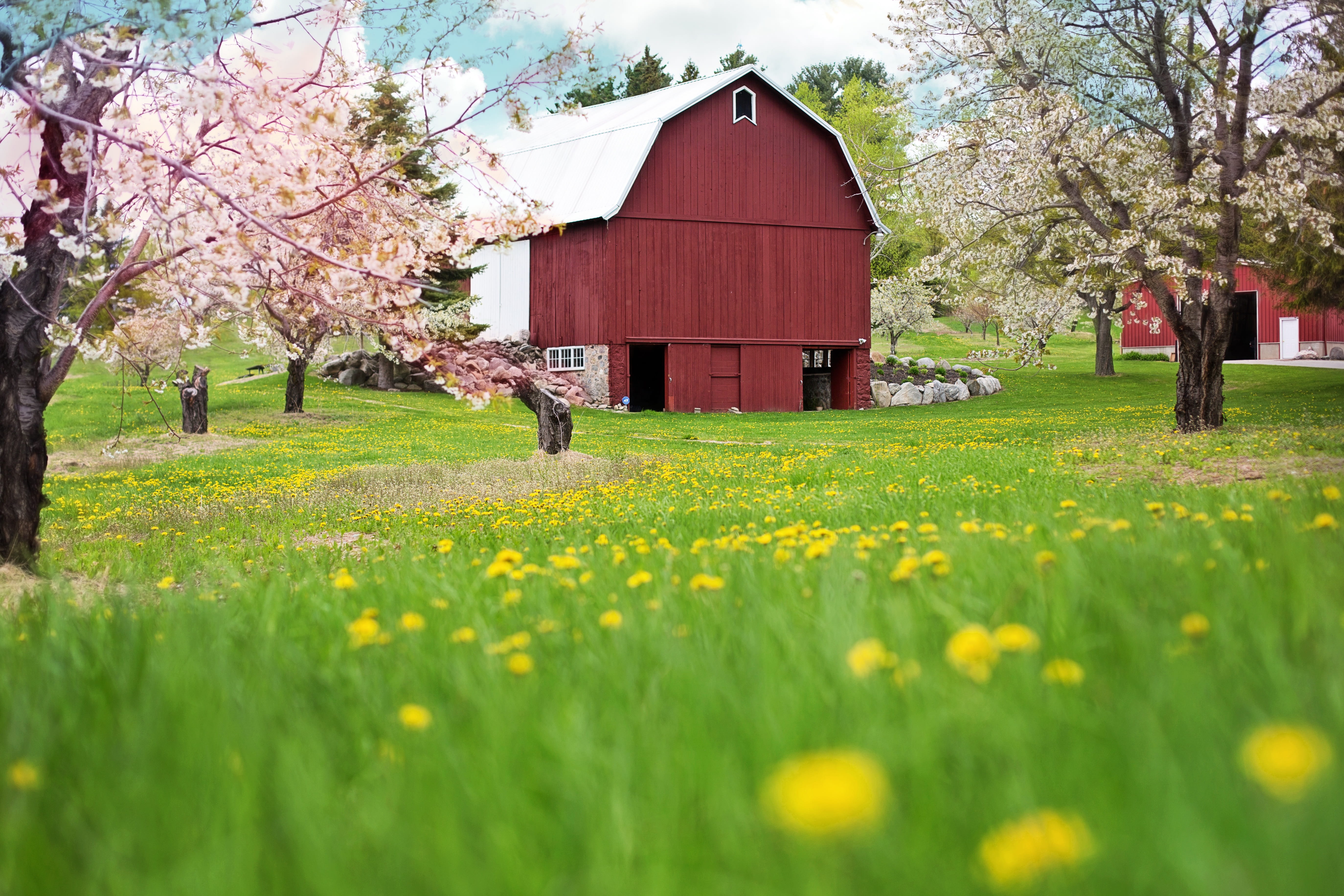 old, fragility, mammal, springtime, landscape, spring, 5K, beauty in nature, plant, field, flowering trees, farm, grass, tree, freshness, rural, day, nature, HD Wallpaper
