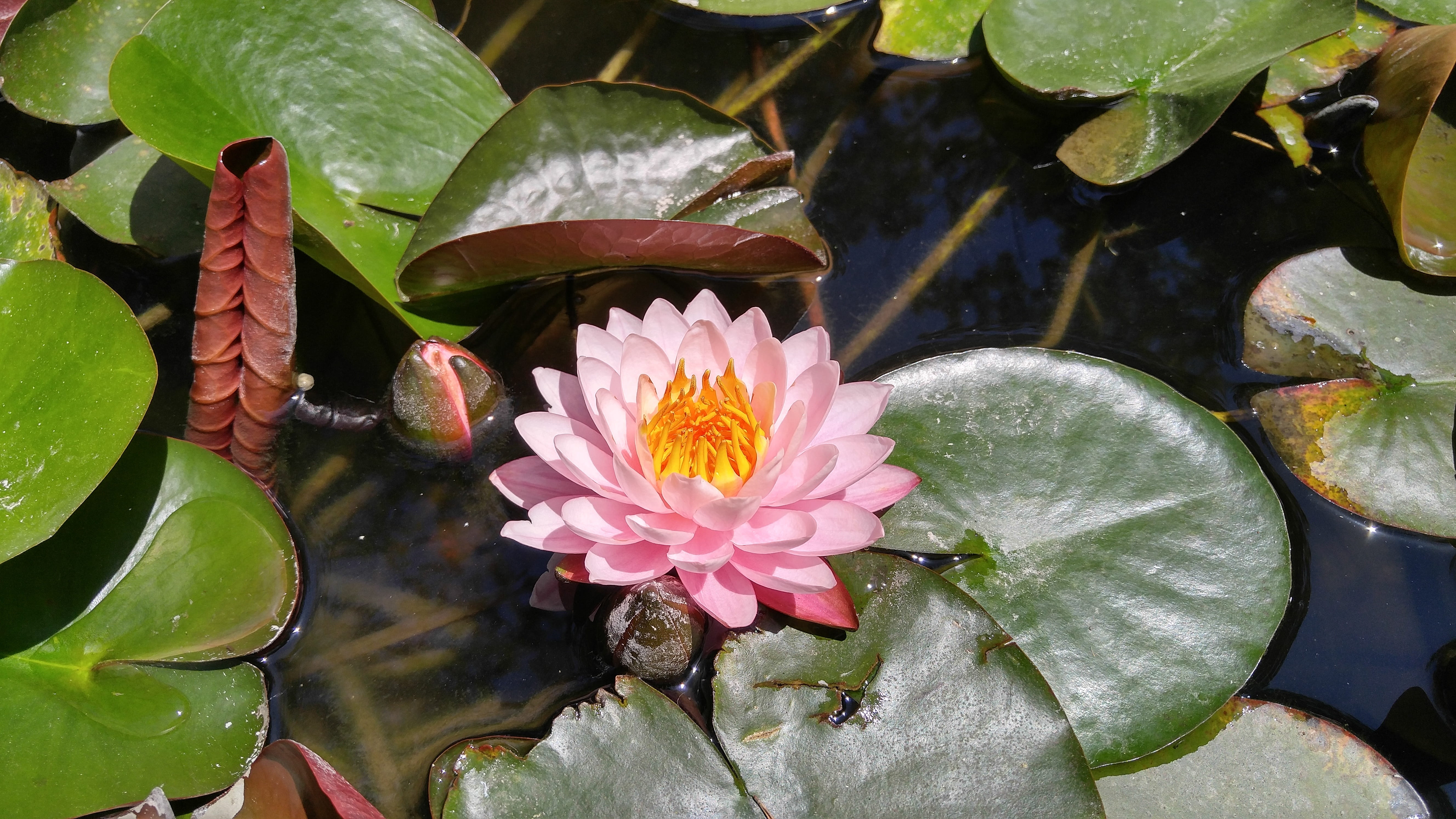 mountain lake, webdesign company, water lily, beauty in nature, flowering plant, flower head, 5K, lotus water lily, nature, lake, leaf, floating, freshness, HD Wallpaper