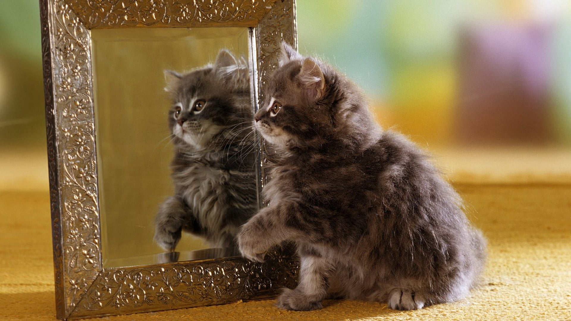 paw, small, kitten, maine coon cat, cute, animal Eye, animal themes, indoors, cat, whisker, hairstyle, purebred Cat, young Animal, persian cat, domestic Animals, HD Wallpaper