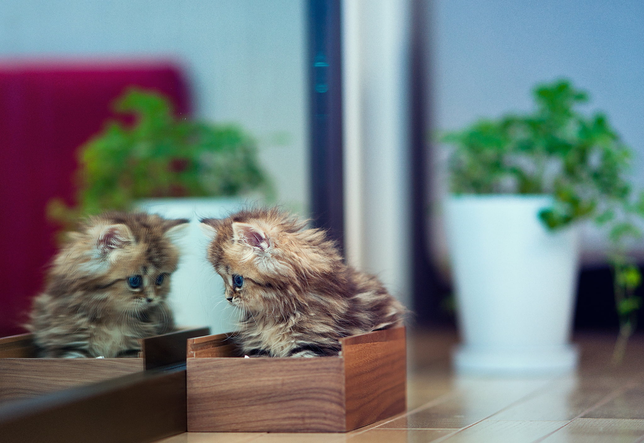seat, flooring, 1080P, plants, animal Hair, animal themes, focus on foreground, long, animal, brown, one animal, small, looking, mammal, domestic Cat, HD Wallpaper