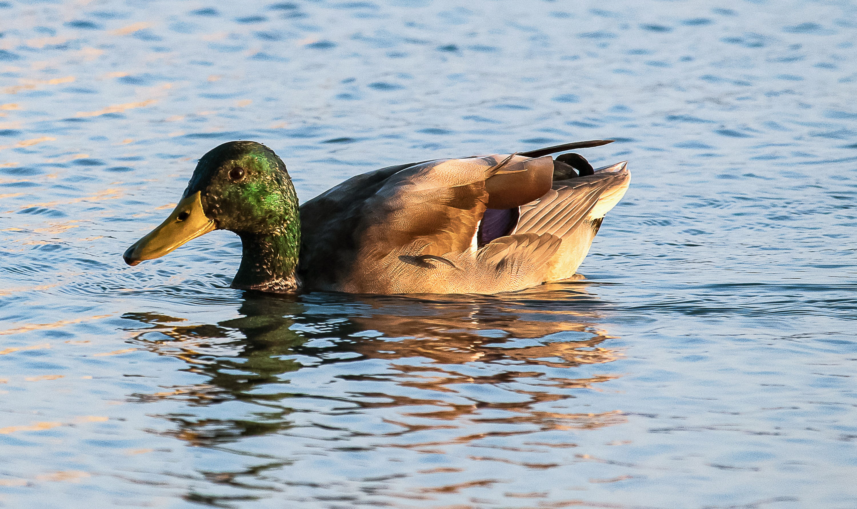 no people, waterfront, side view, water bird, animal world, bird, animal themes, mallard duck, one animal, vertebrate, poultry, animals in the wild, drake, HD Wallpaper