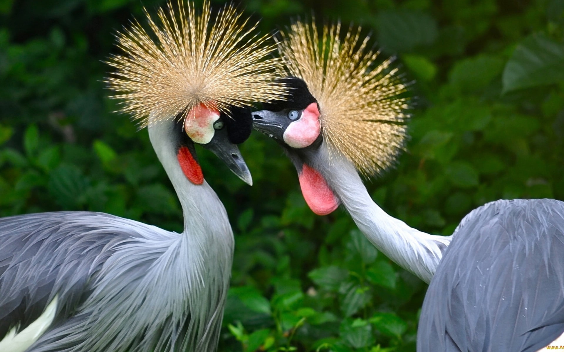 tropical, animals, cranes (bird), wildlife, birds, 1080P, HD Wallpaper