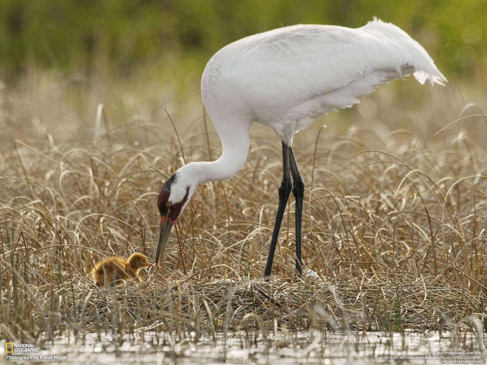 cranes (bird), baby animals, 720P, animals, HD Wallpaper