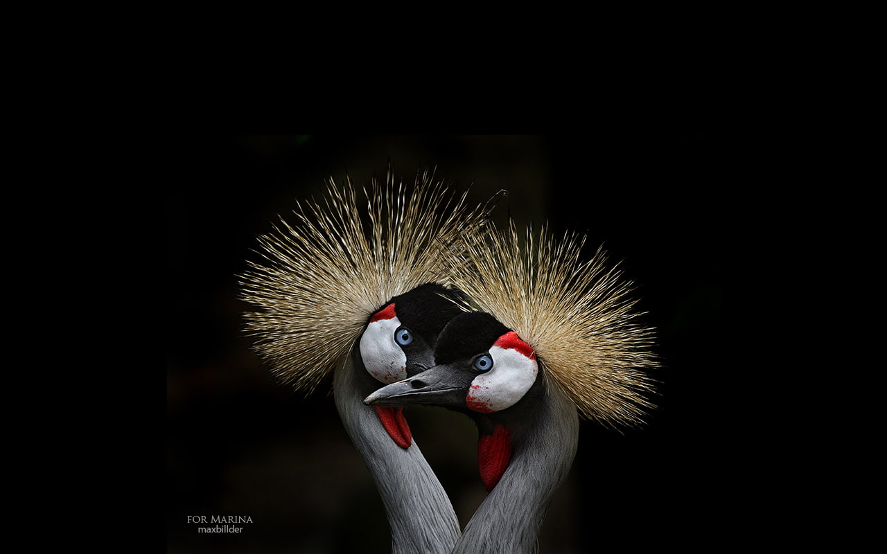 Grey crowned crane, Birds, Bird, 720P, HD Wallpaper