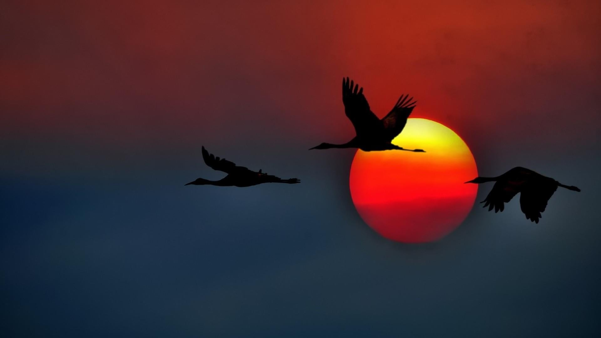 sunset, mid-air, flight, animal wildlife, outdoors, animals in the wild, motion, no people, animal, red, nature, beauty in nature, flying, animal themes, HD Wallpaper
