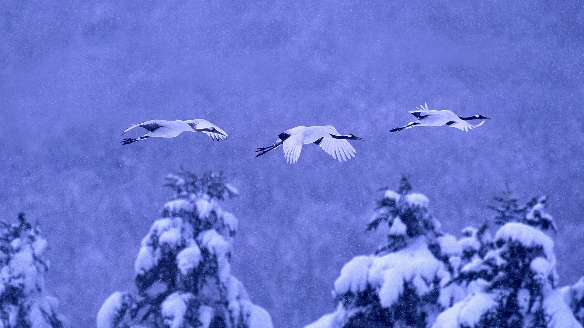 Japan, 1080P, snow, National Park akan, winter, Japanese crane, Hokkaido, birds, HD Wallpaper