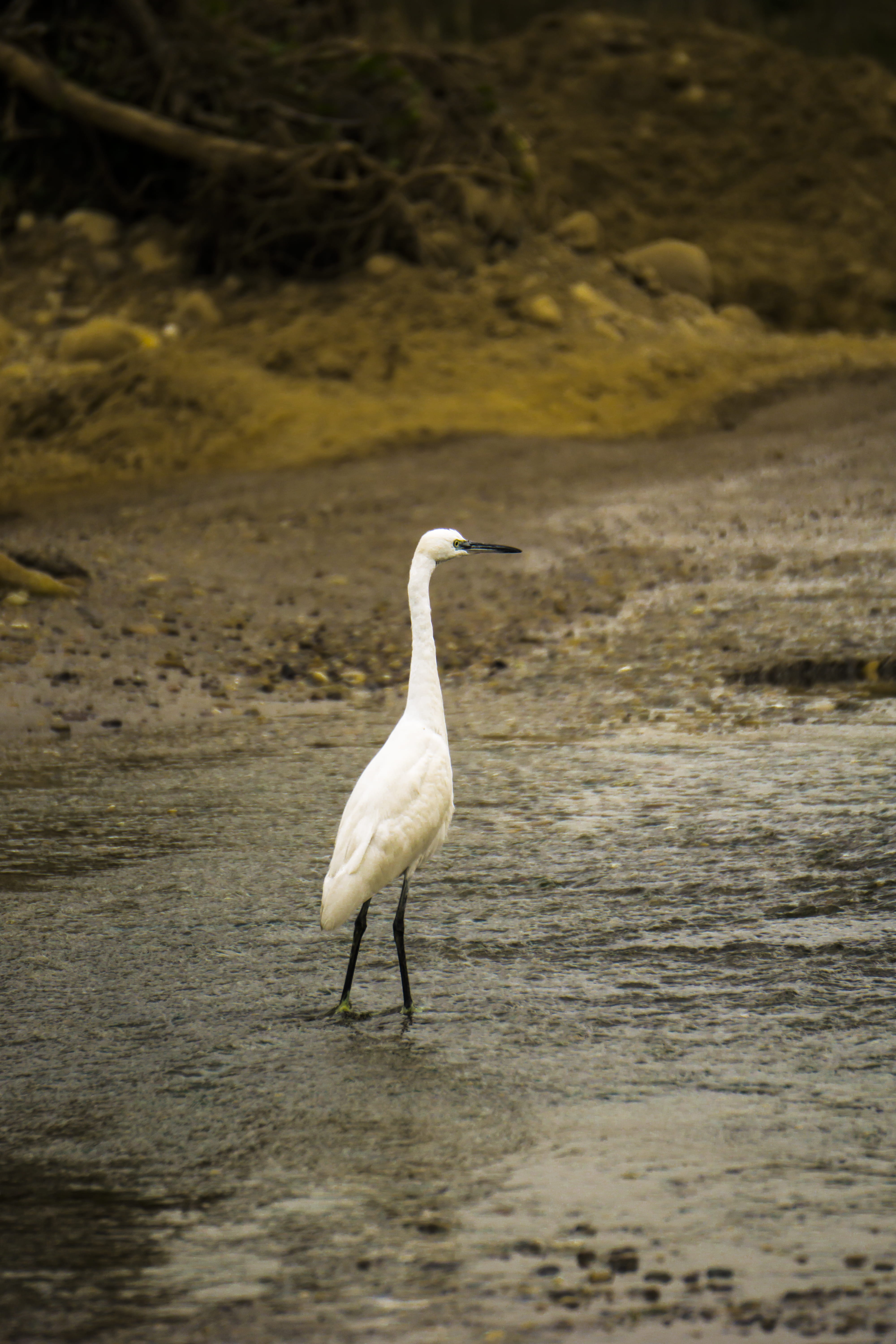 no people, 5K, vertebrate, dehradun, india, animal themes, lake, land, white color, wild, beach, animal, water, beauty in nature, animal wildlife, bird, Phone HD Wallpaper