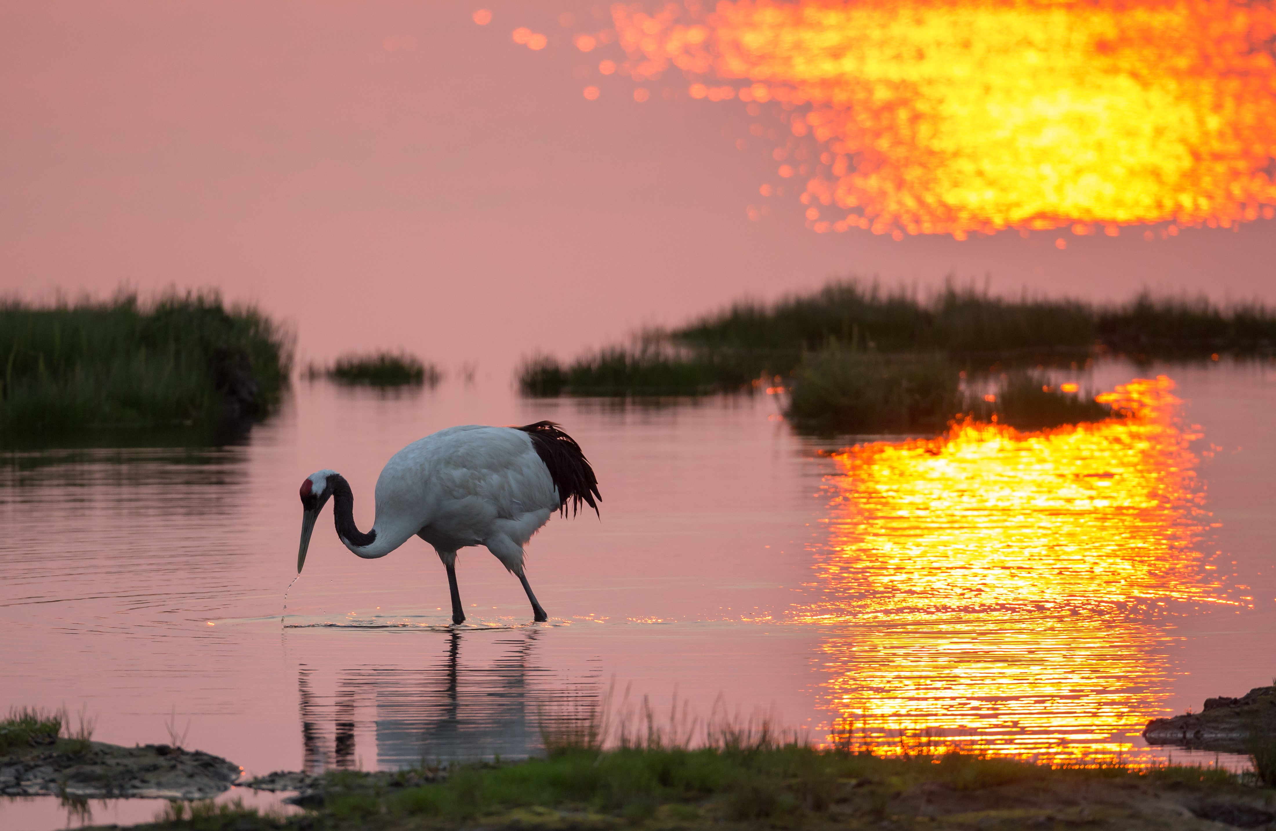 crane, lake, grass, beach, sunrise, black, morning, bird, white, 4K, HD Wallpaper