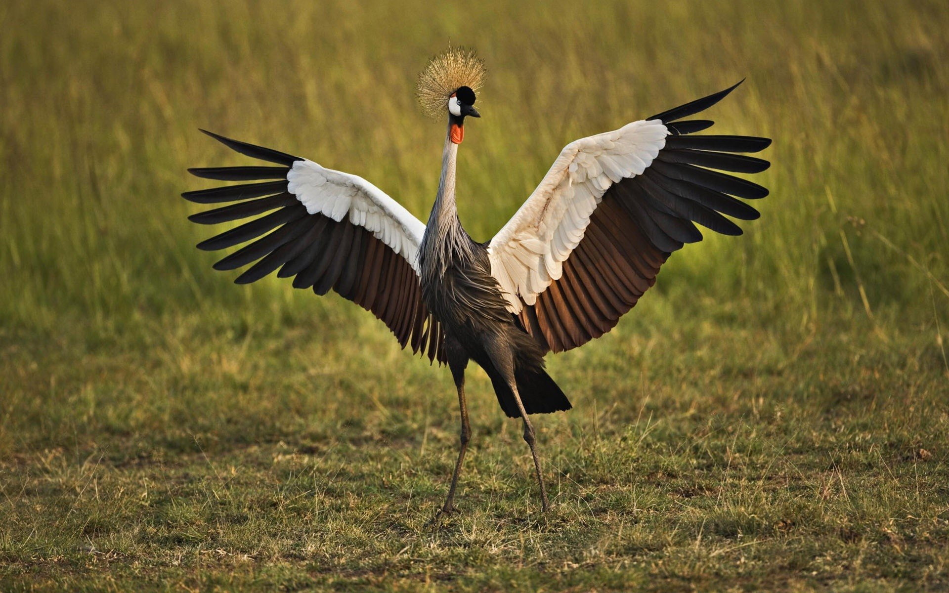 flying, grey, flapping, Crane, stork, no people, focus on foreground, field, bird, one animal, animal themes, spread wings, birds, animal, outdoors, nature, HD Wallpaper