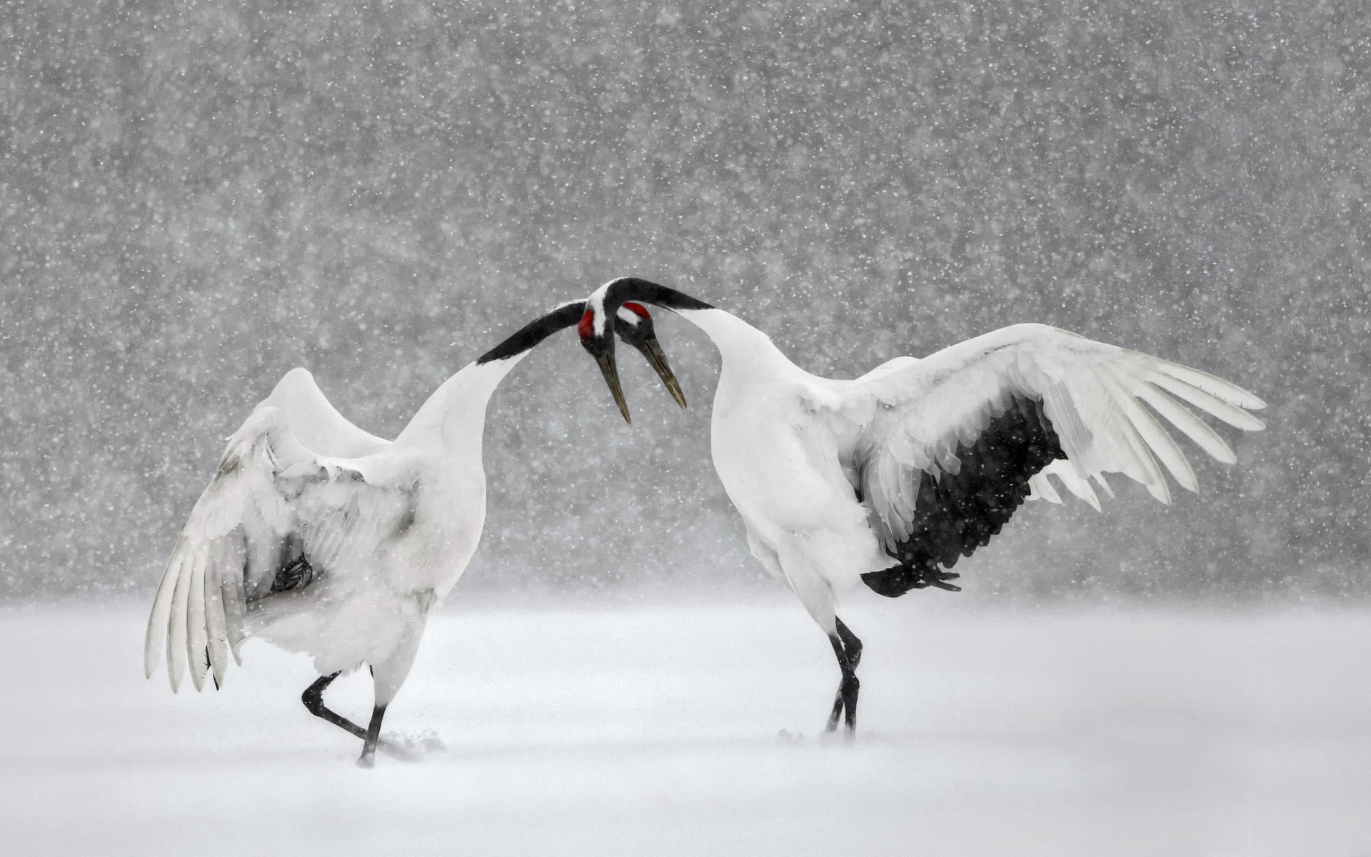 snow, 1080P, dance, Hokkaido, winter, bird, Japan, Japanese crane, HD Wallpaper