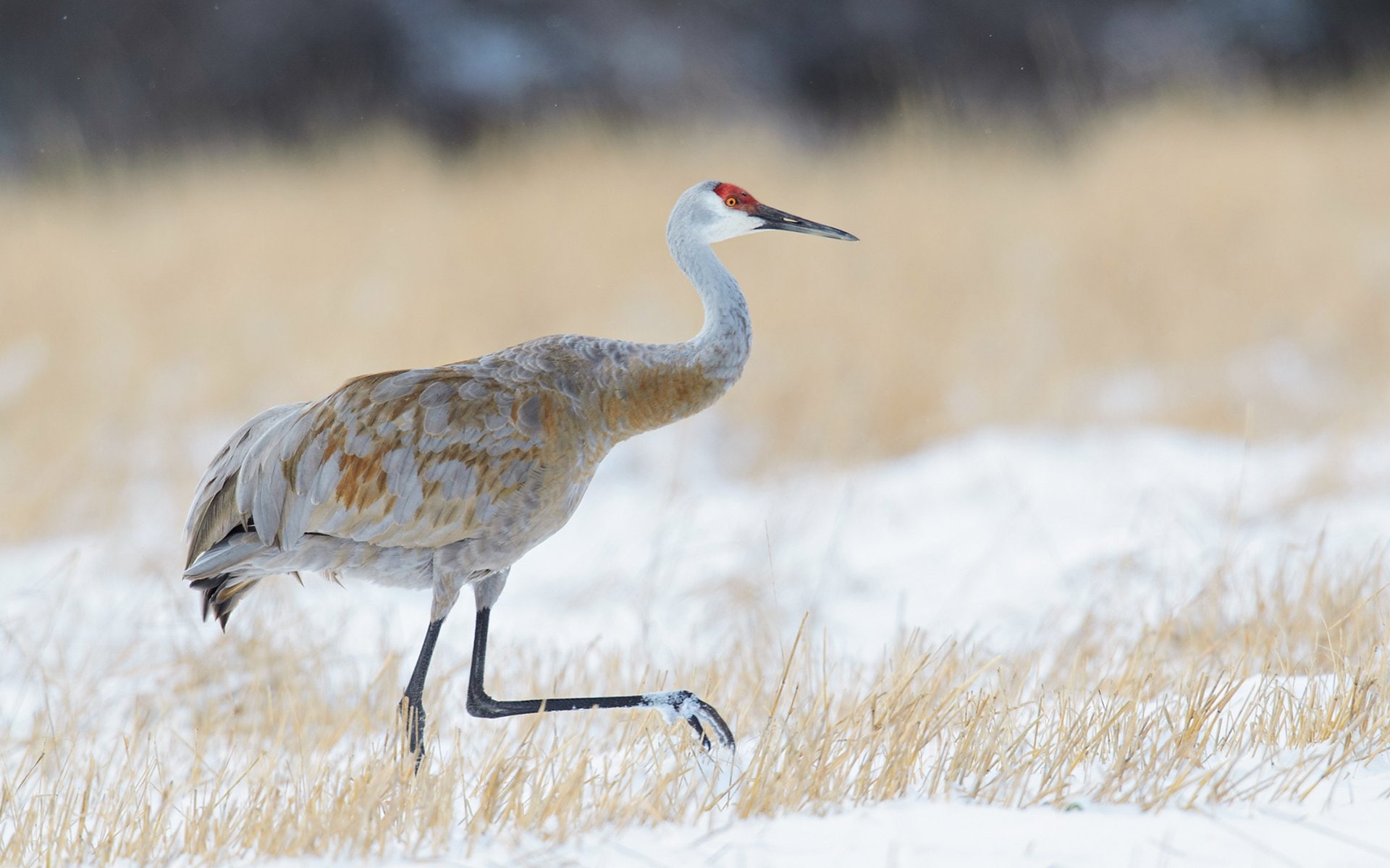 profile view, animals in the wild, Birds, winter, cold temperature, selective focus, nature, animal wildlife, white color, snow, animal themes, Bird, Animal, HD Wallpaper