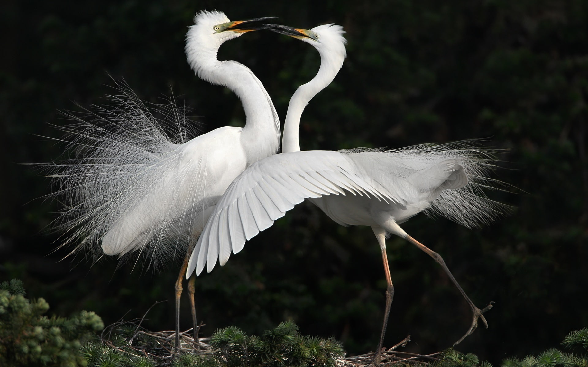 Cranes, Birds, Dance, 1080P, White, HD Wallpaper