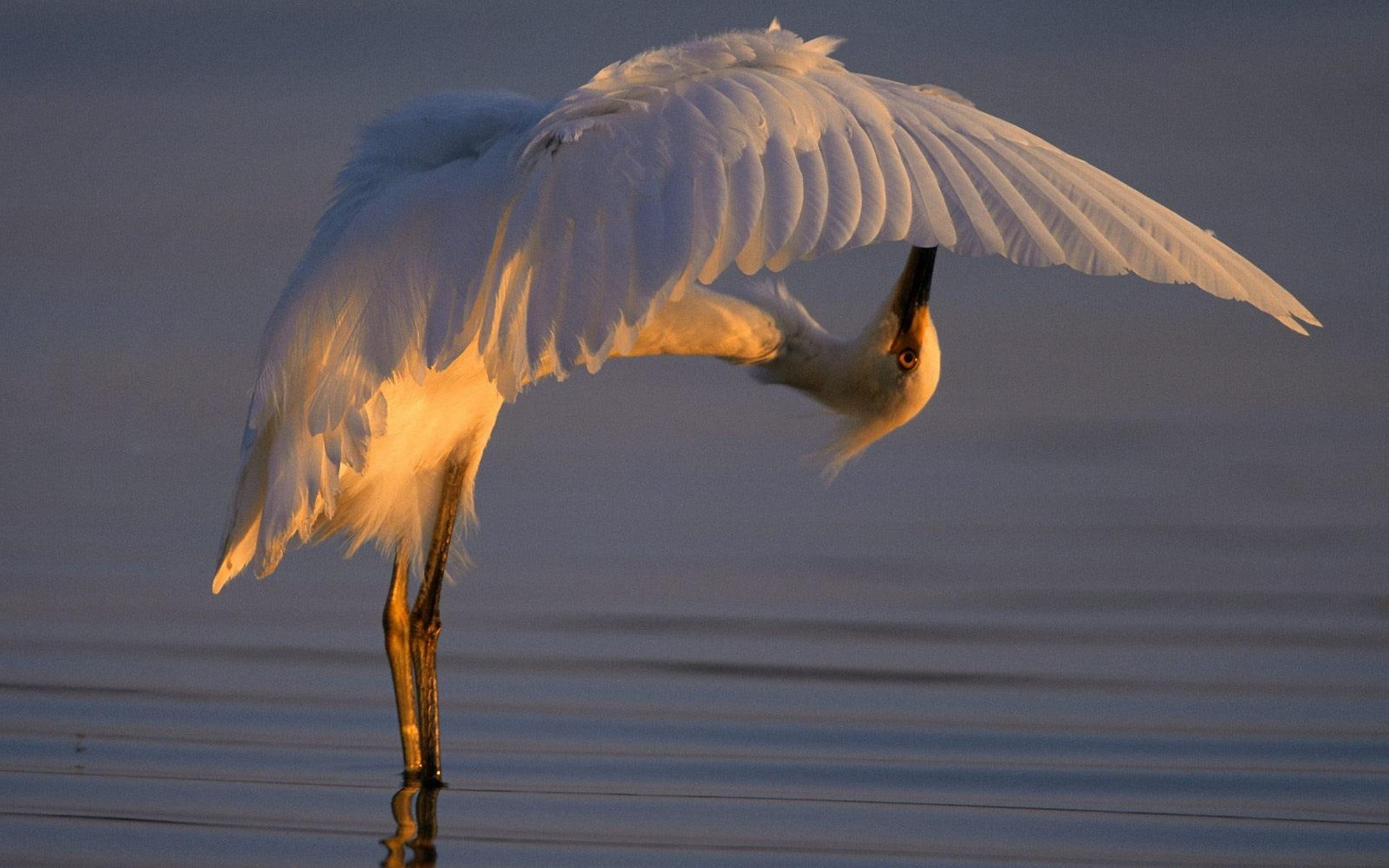 white, birds, animals, crane, 1080P, sunset, HD Wallpaper