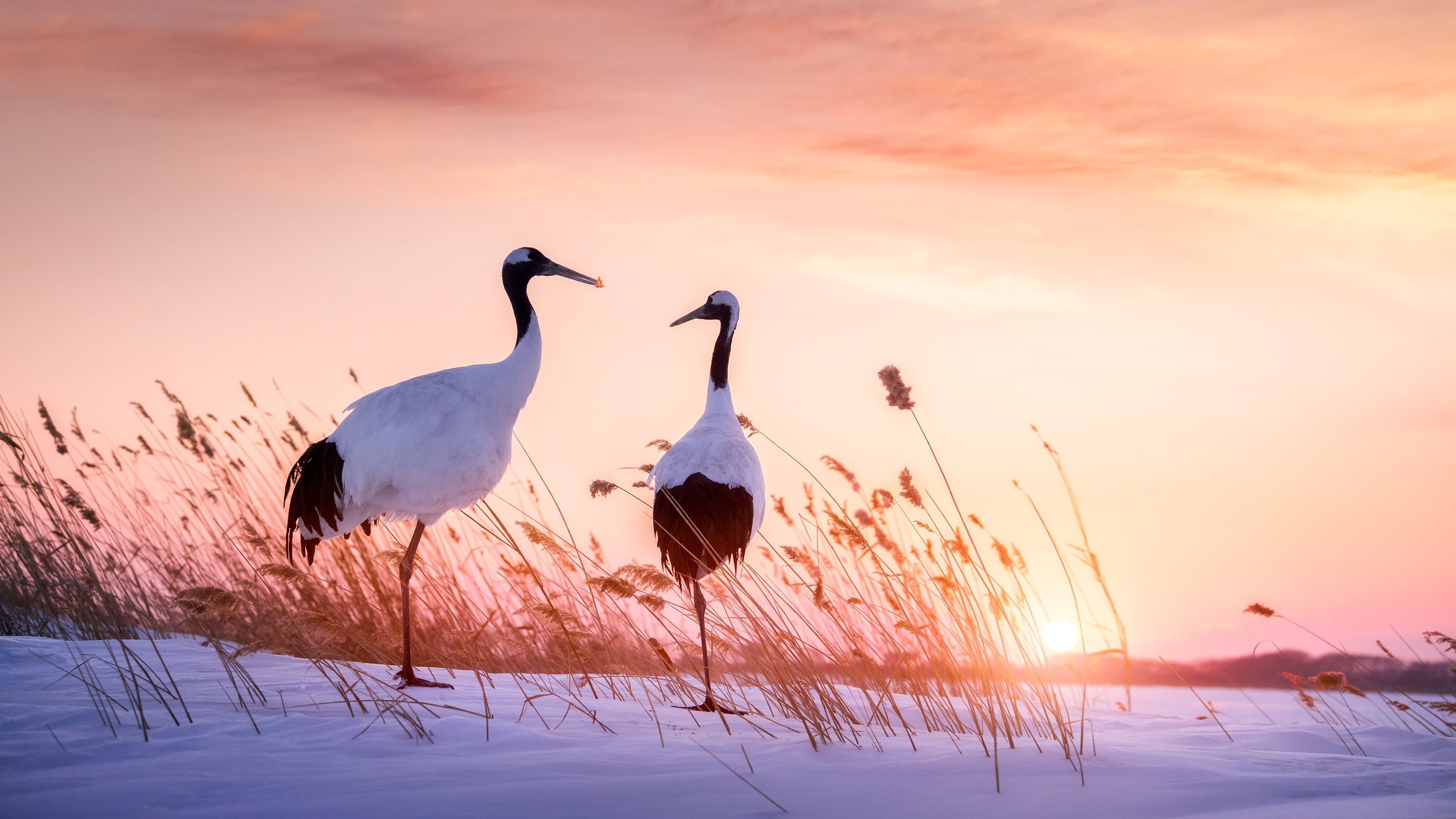 Birds, Crane, Red-Crowned Crane, Bird, 4K, HD Wallpaper
