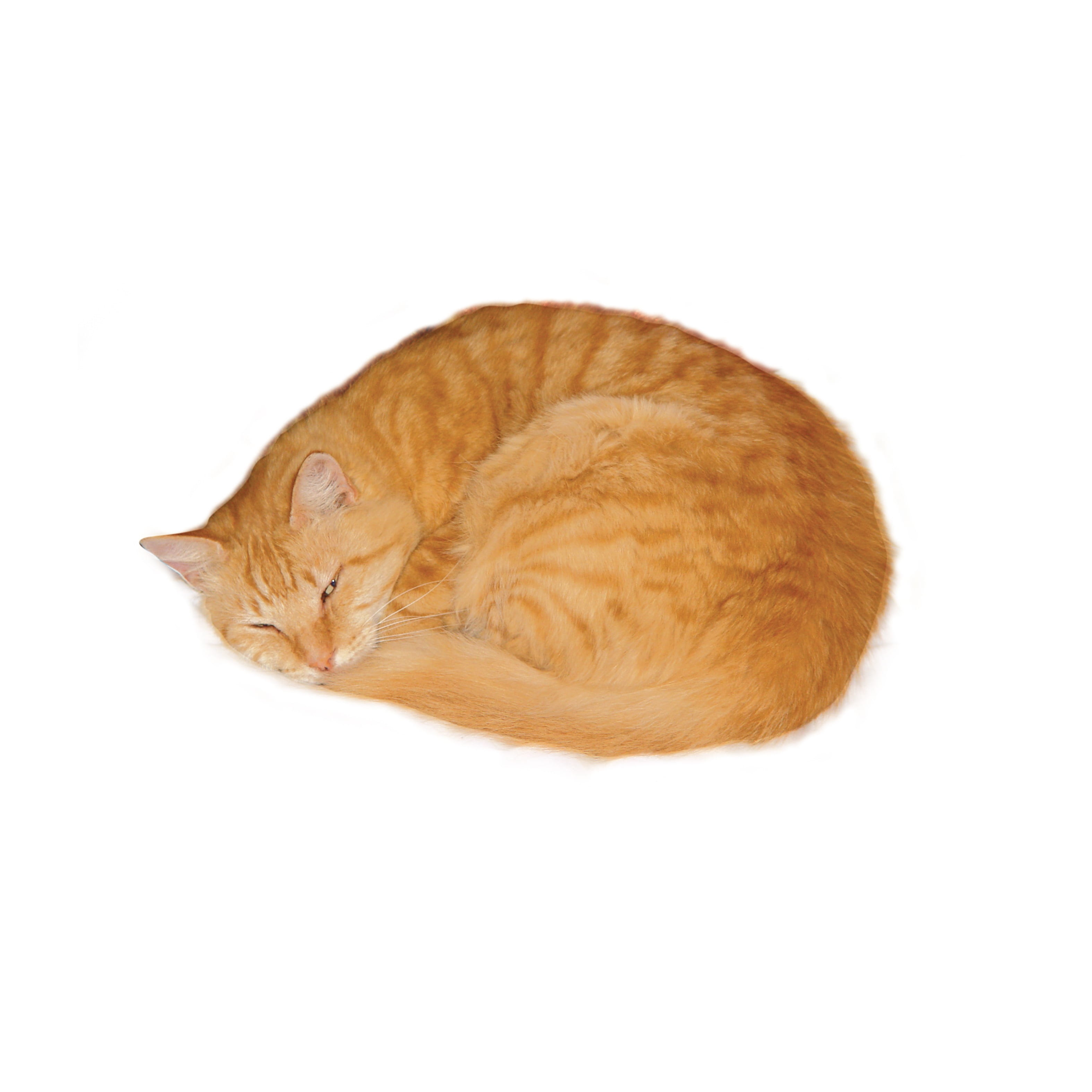 domestic cat, no people, white background, mammal, vertebrate, orange Tabby, curled up, whisker, photo, indoors, orange, cut out, feline, domestic animals, Phone HD Wallpaper