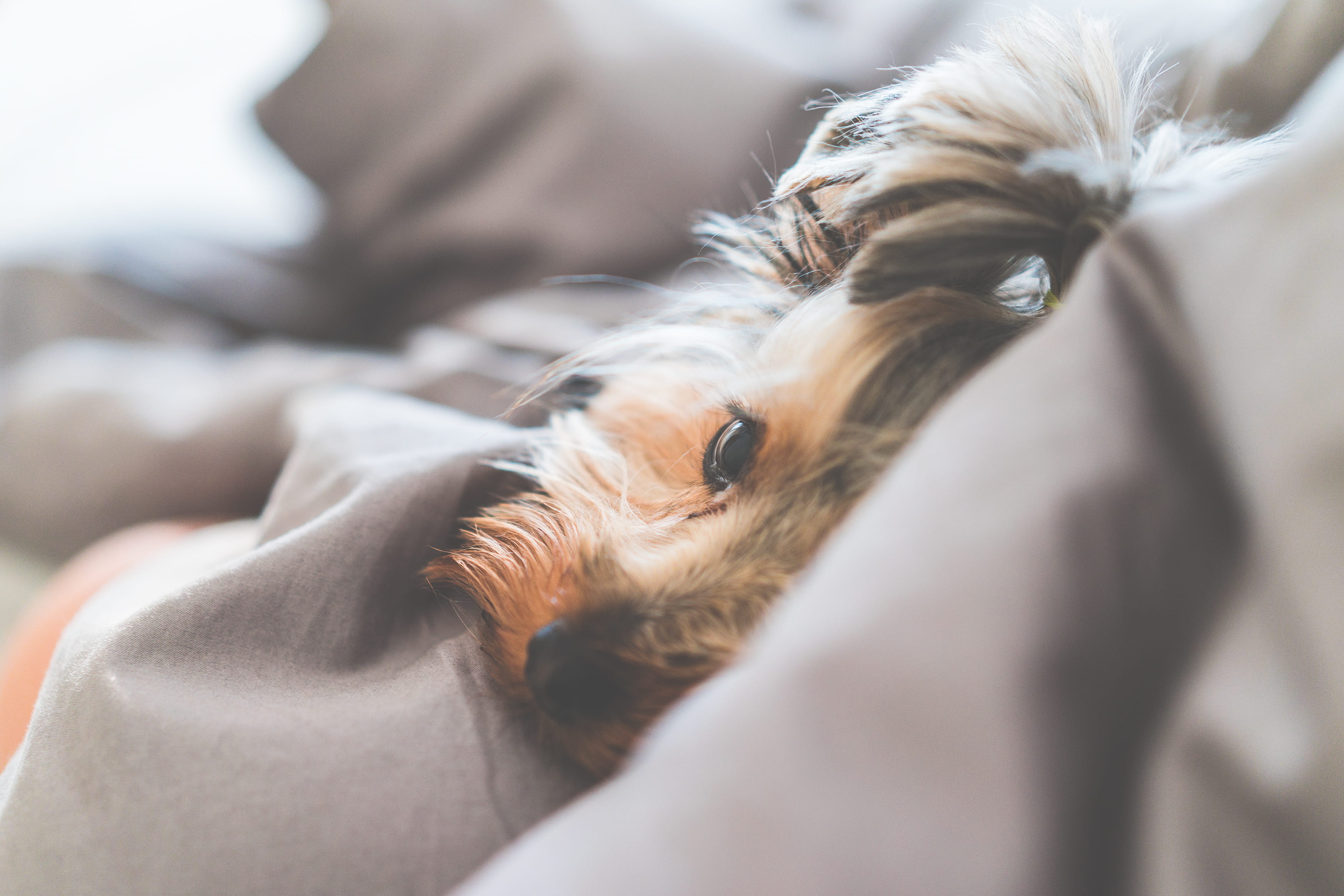 adult, Calm, animal, canine, females, lying, small, close, lying Down, mammal, animal head, vertebrate, women, sleeping, Yorkshire Terrier, yorkshire, relaxation, HD Wallpaper