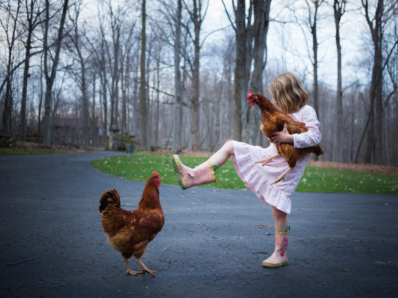 720P, forest, roosters, HD Wallpaper