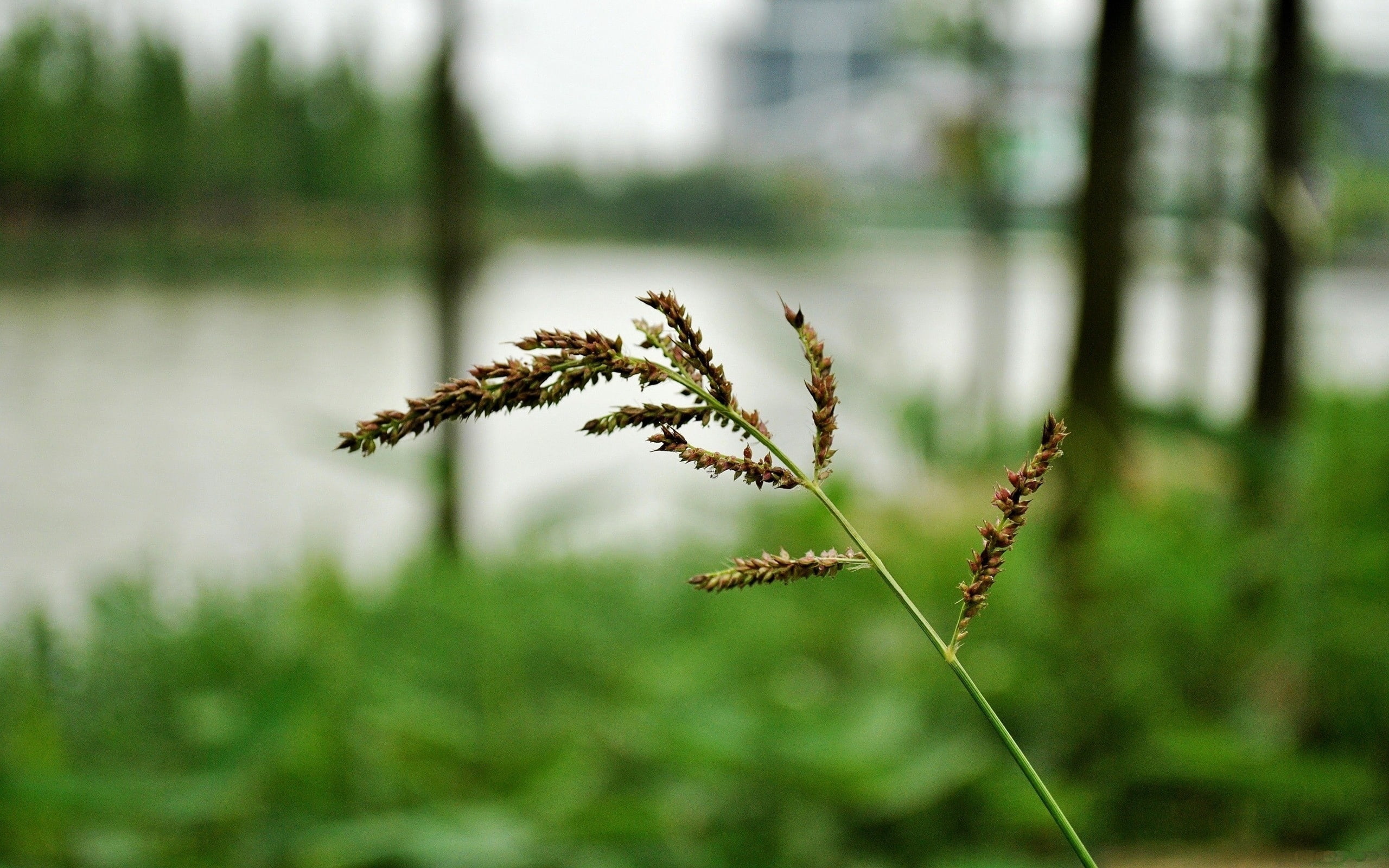 forest, freshness, 2K, coniferous tree, nature, green Color, land, day, selective focus, focus on foreground, green, season, outdoors, leaf, plant, macro, HD Wallpaper